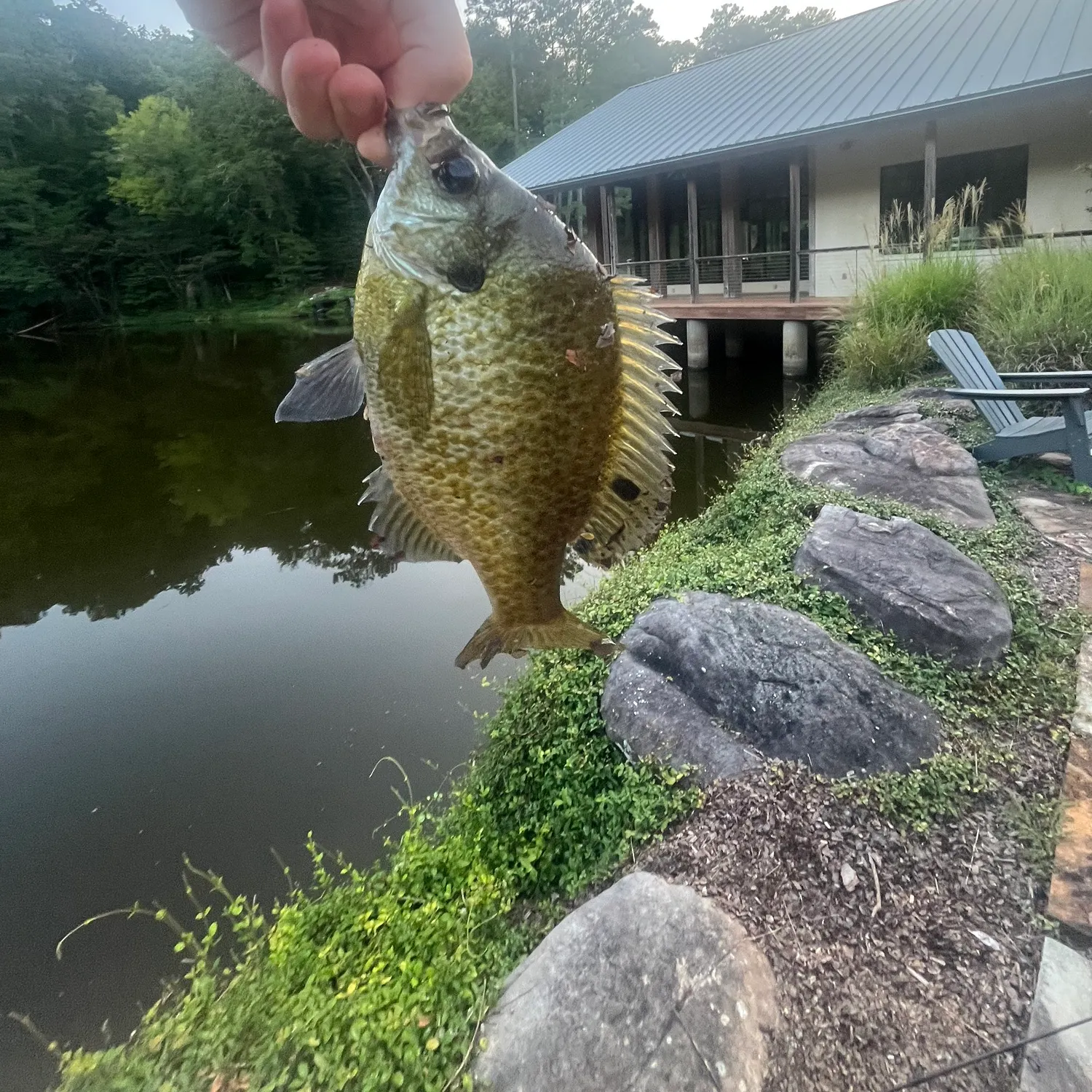 Bluegill caught on Fishbrain