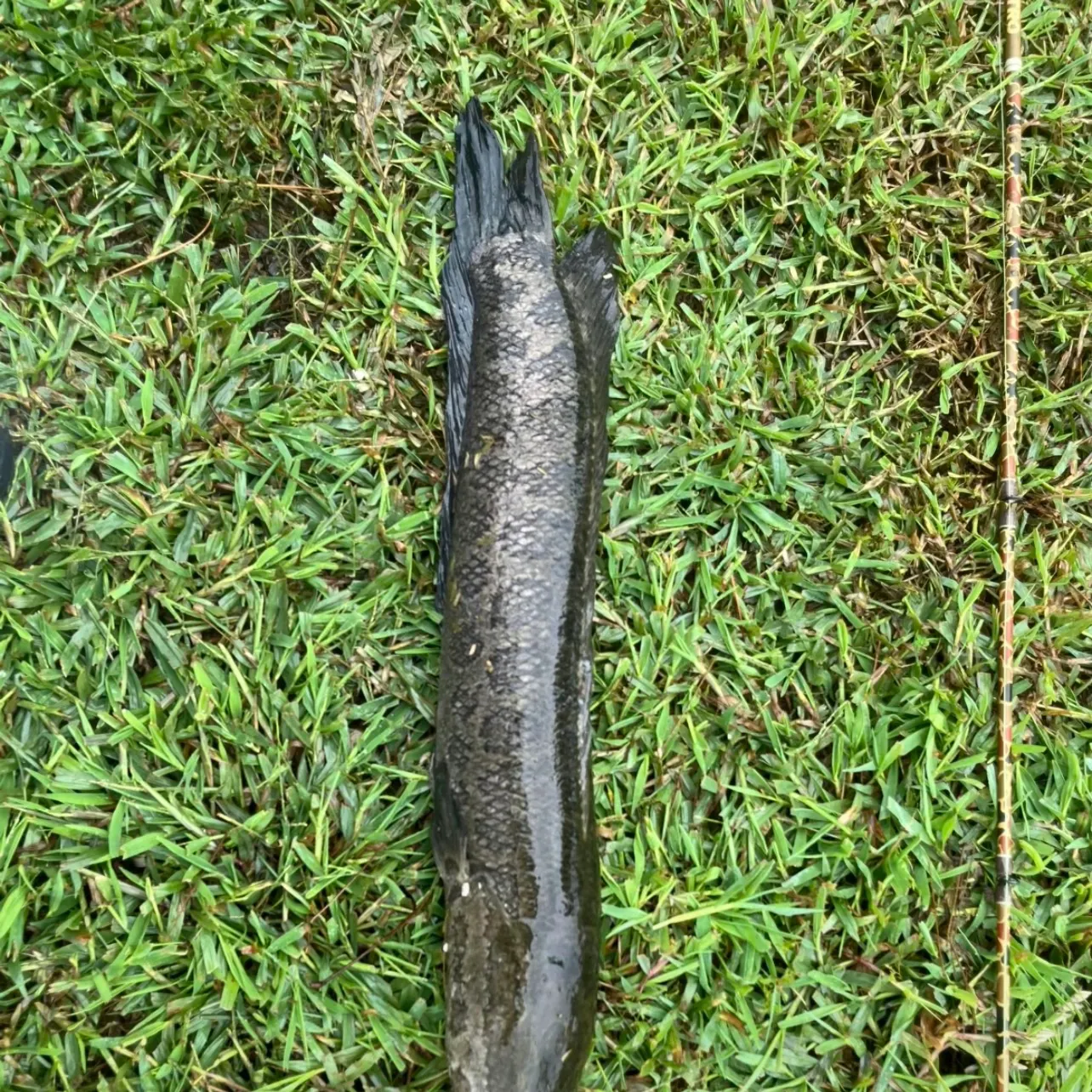 The most recent Northern snakehead catches on Fishbrain