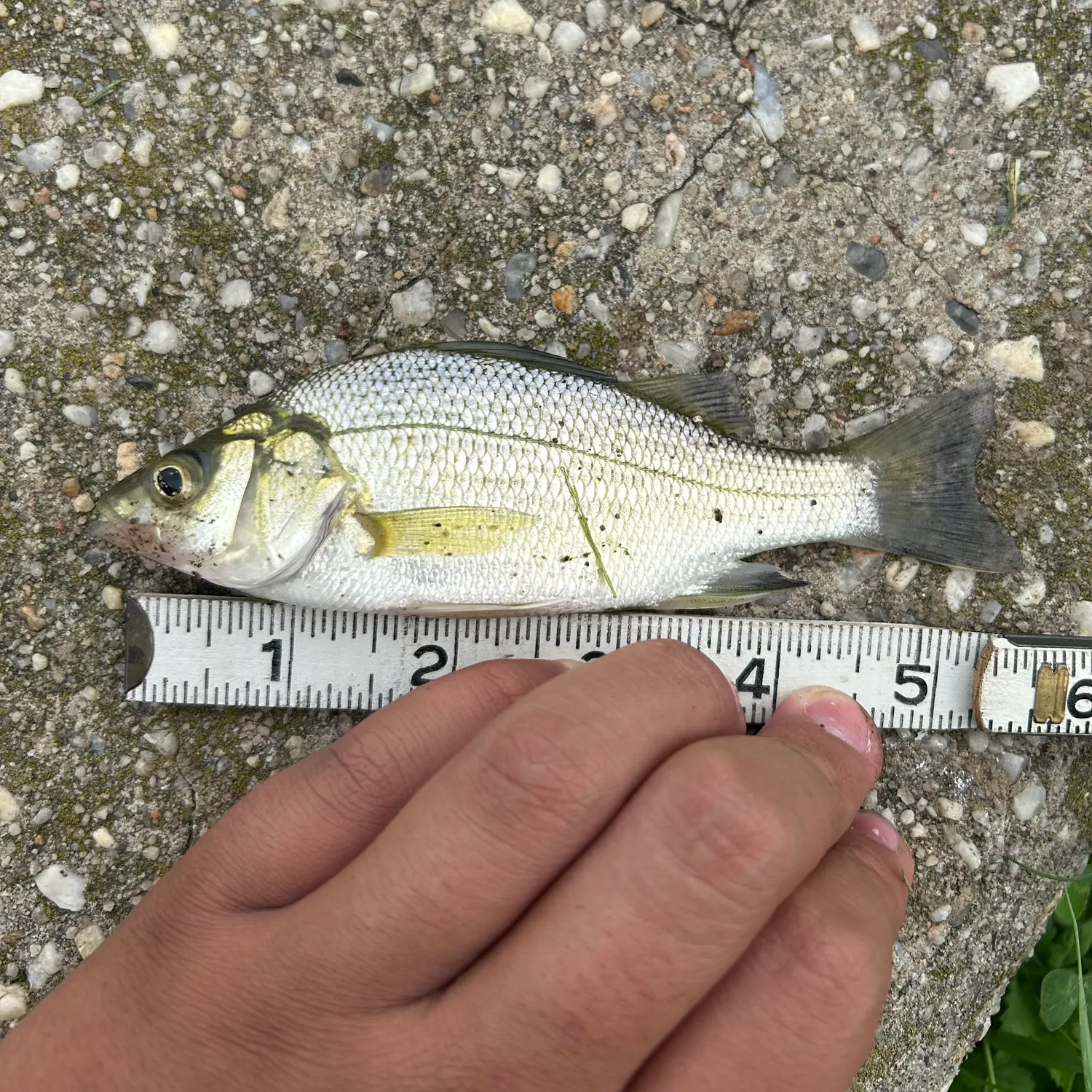 White perch caught on Fishbrain
