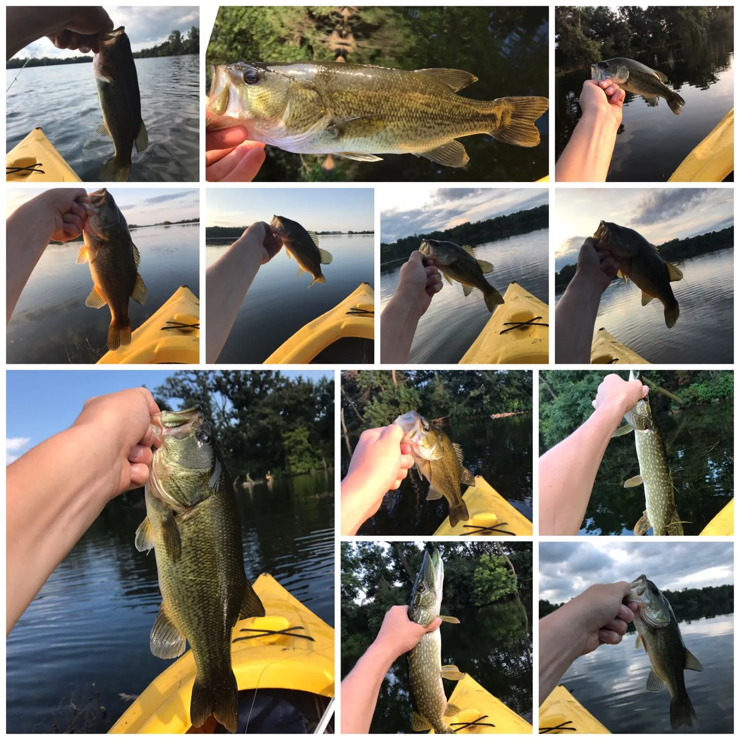 recently logged catches