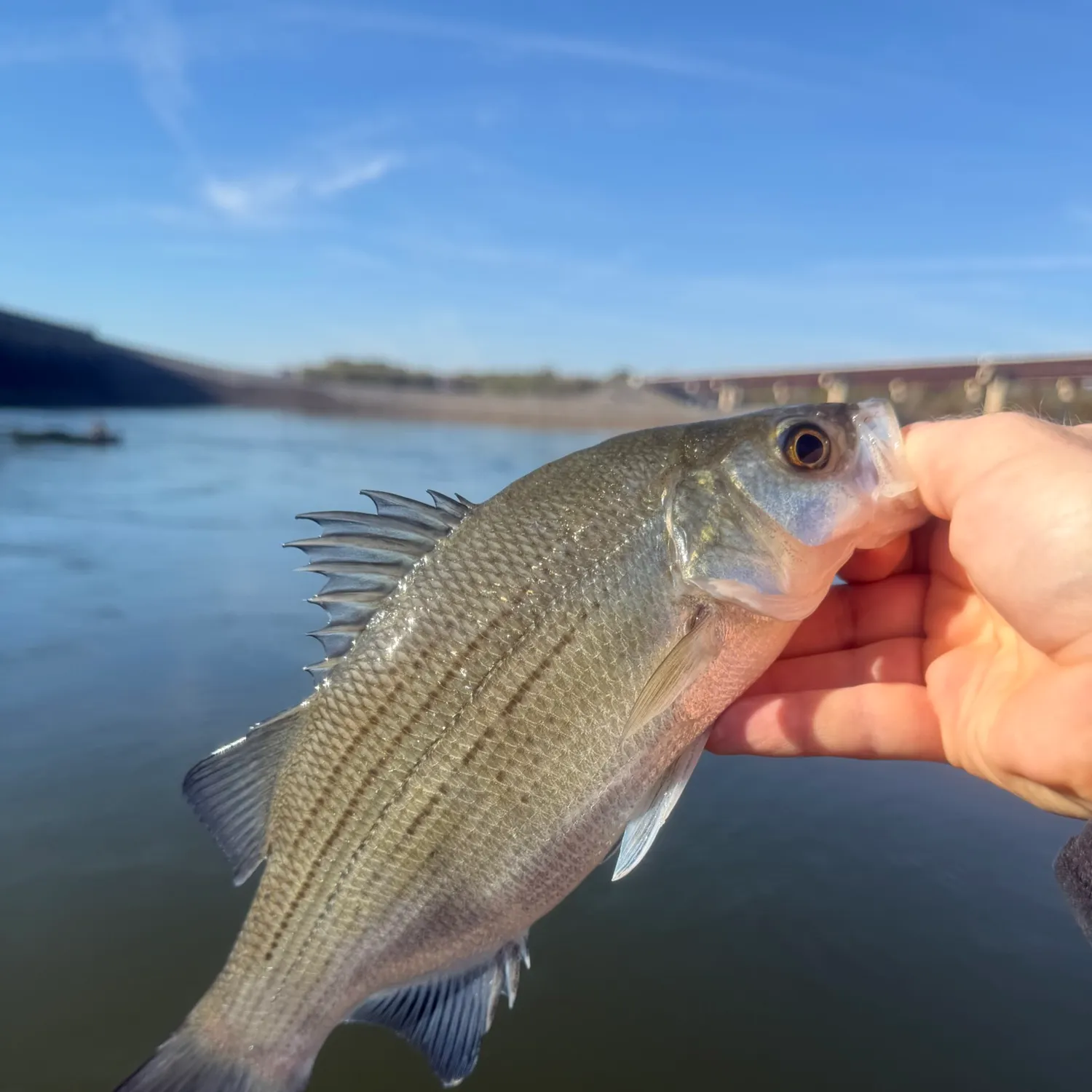 White bass caught on Fishbrain
