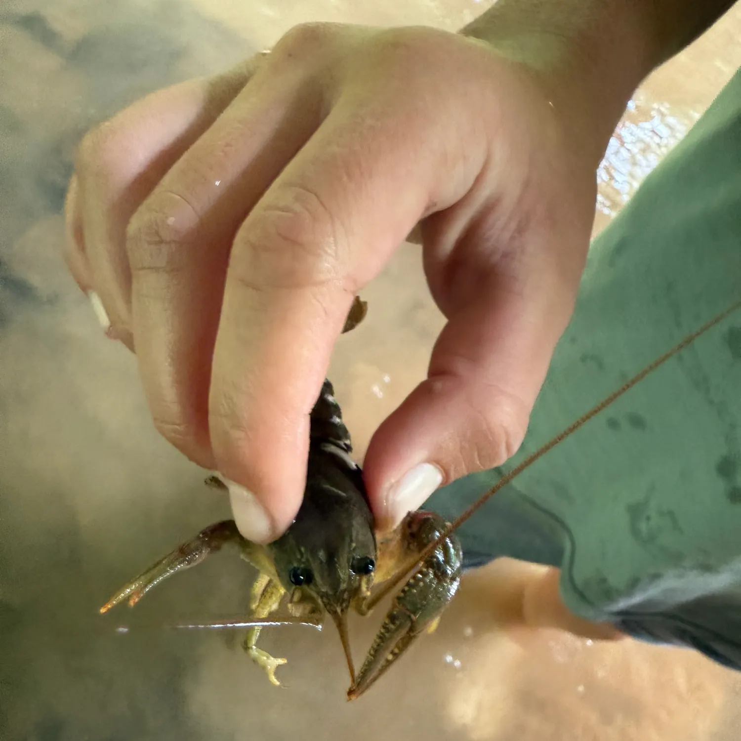 The most recent Rusty crayfish catches on Fishbrain