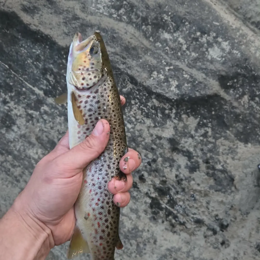 Brown trout caught on Fishbrain