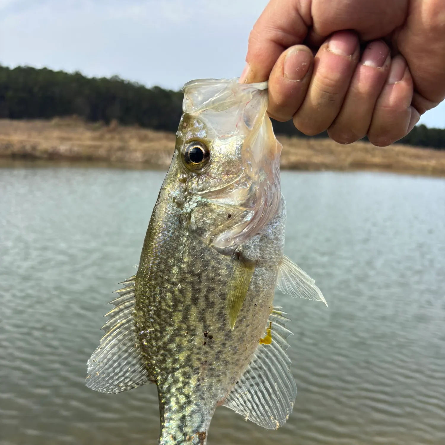 The most recent Black crappie catches on Fishbrain