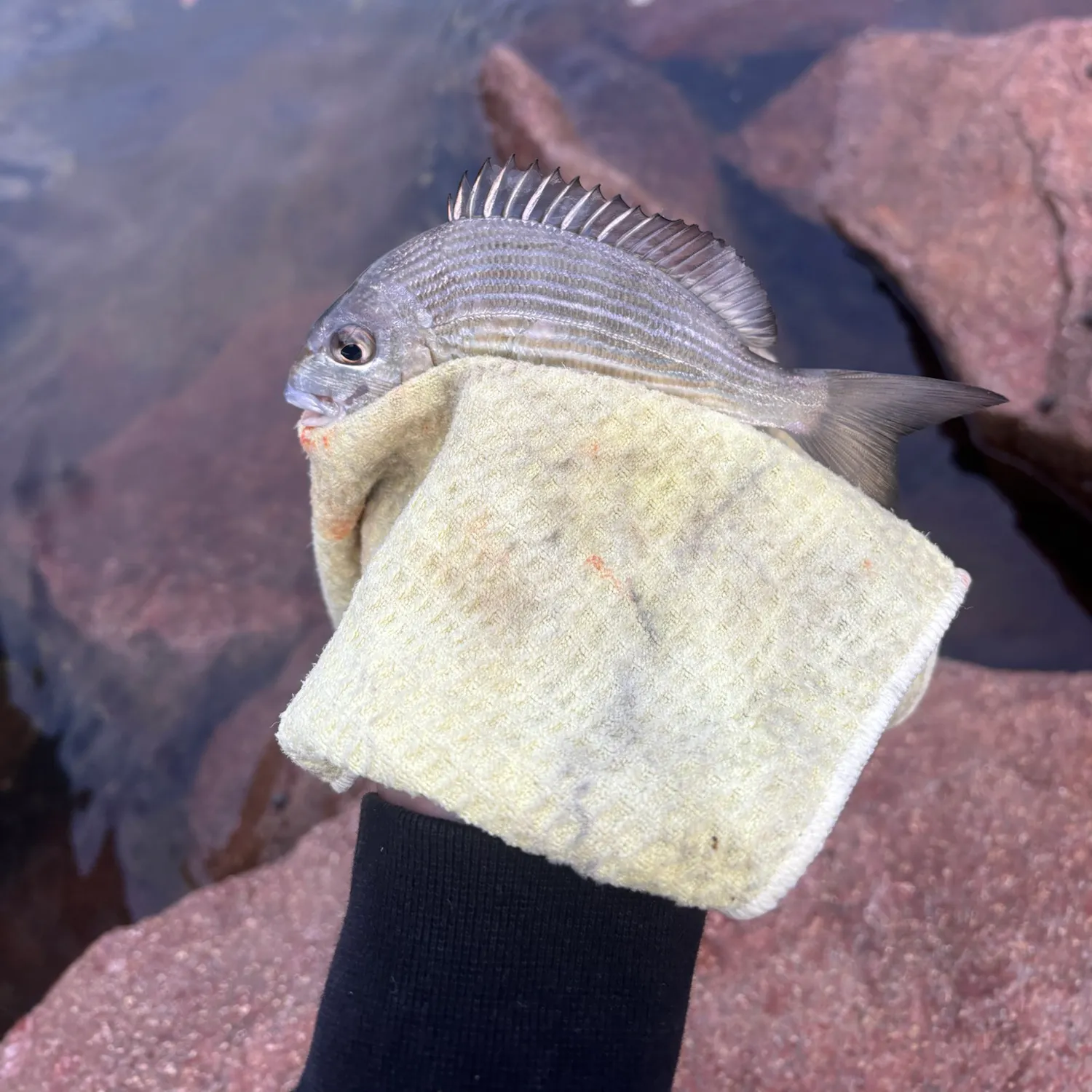 Surf bream caught on Fishbrain