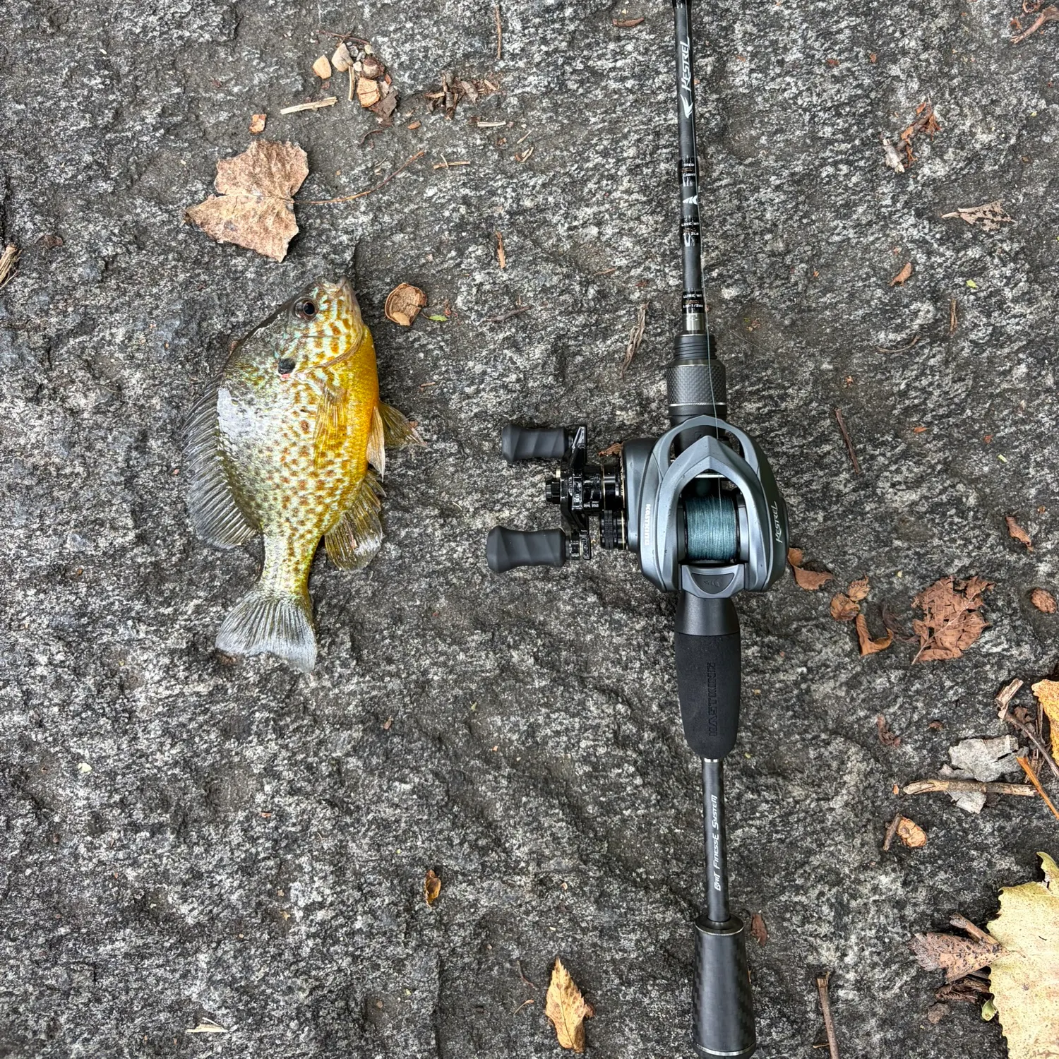 Green sunfish caught on Fishbrain