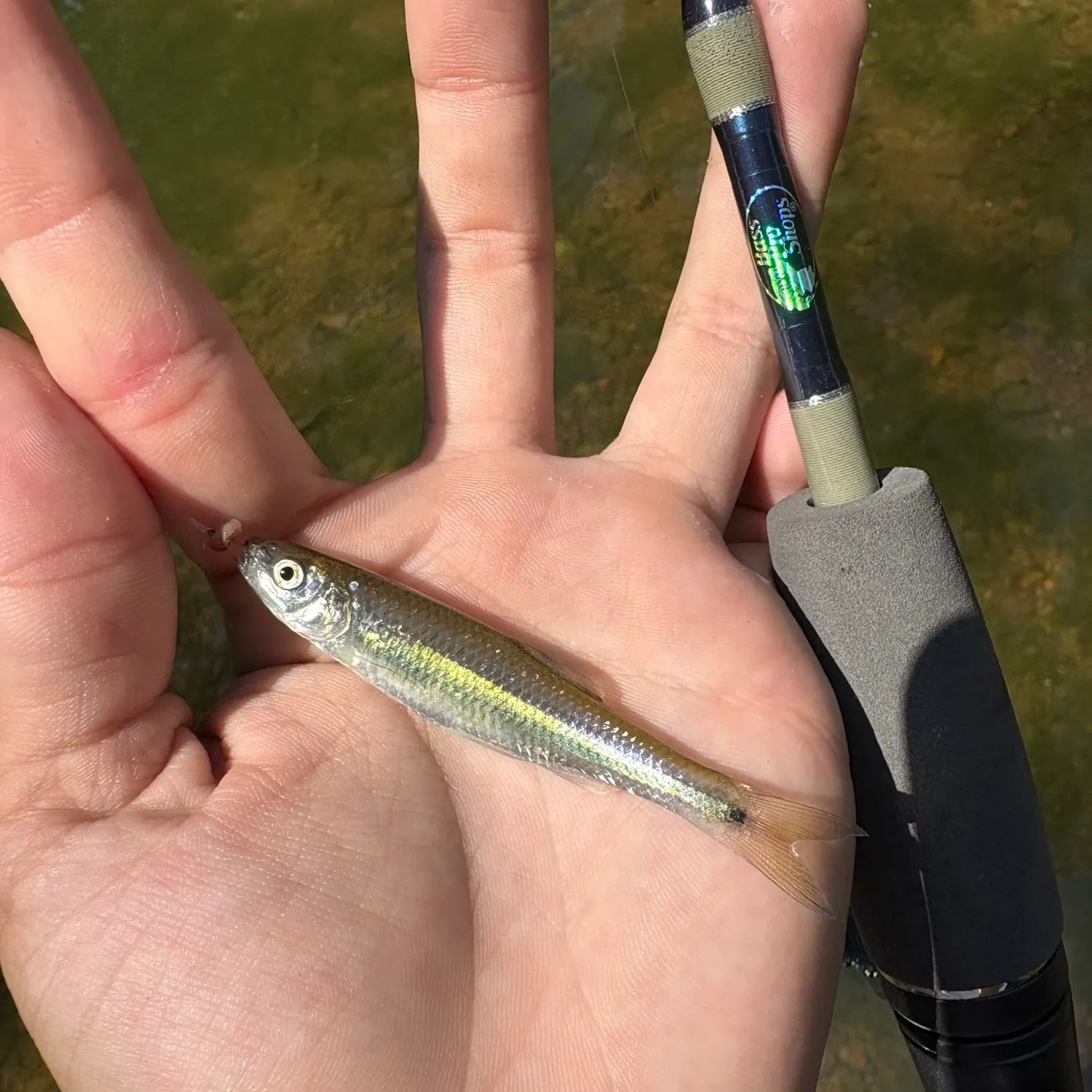 The most recent Spotfin shiner catches on Fishbrain