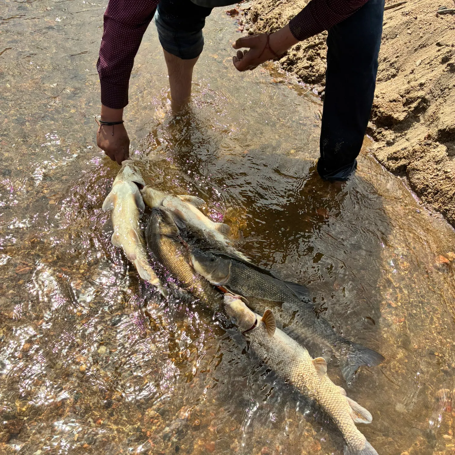 catch