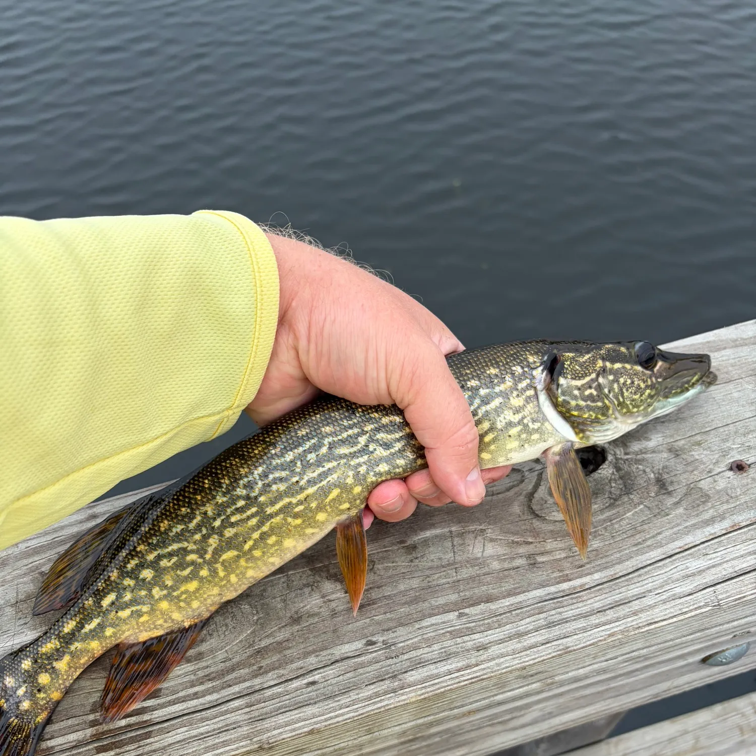 Northern pike caught on Fishbrain