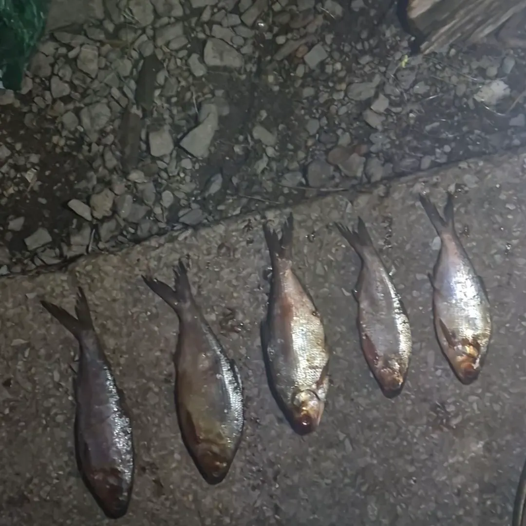 The most recent American gizzard shad catches on Fishbrain