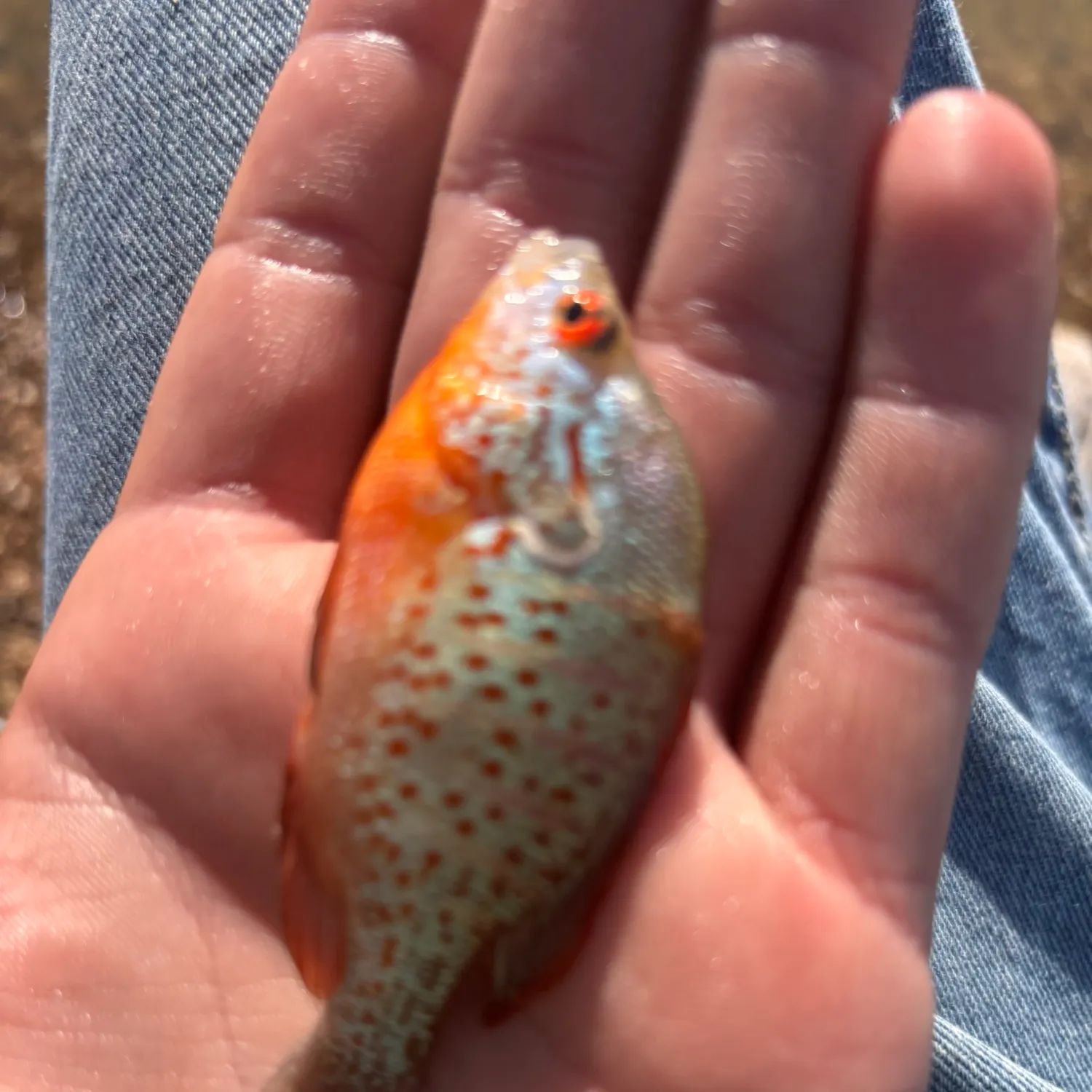 The most recent Orangespotted sunfish catches on Fishbrain