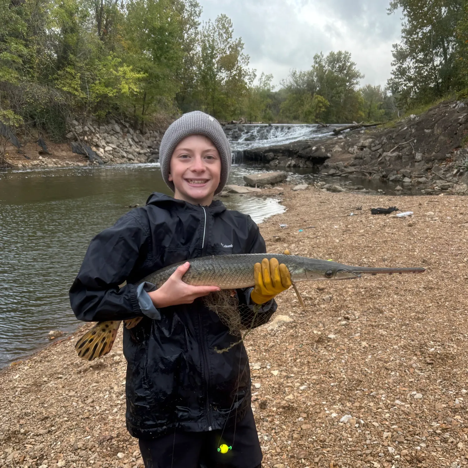 Shortnose gar caught on Fishbrain