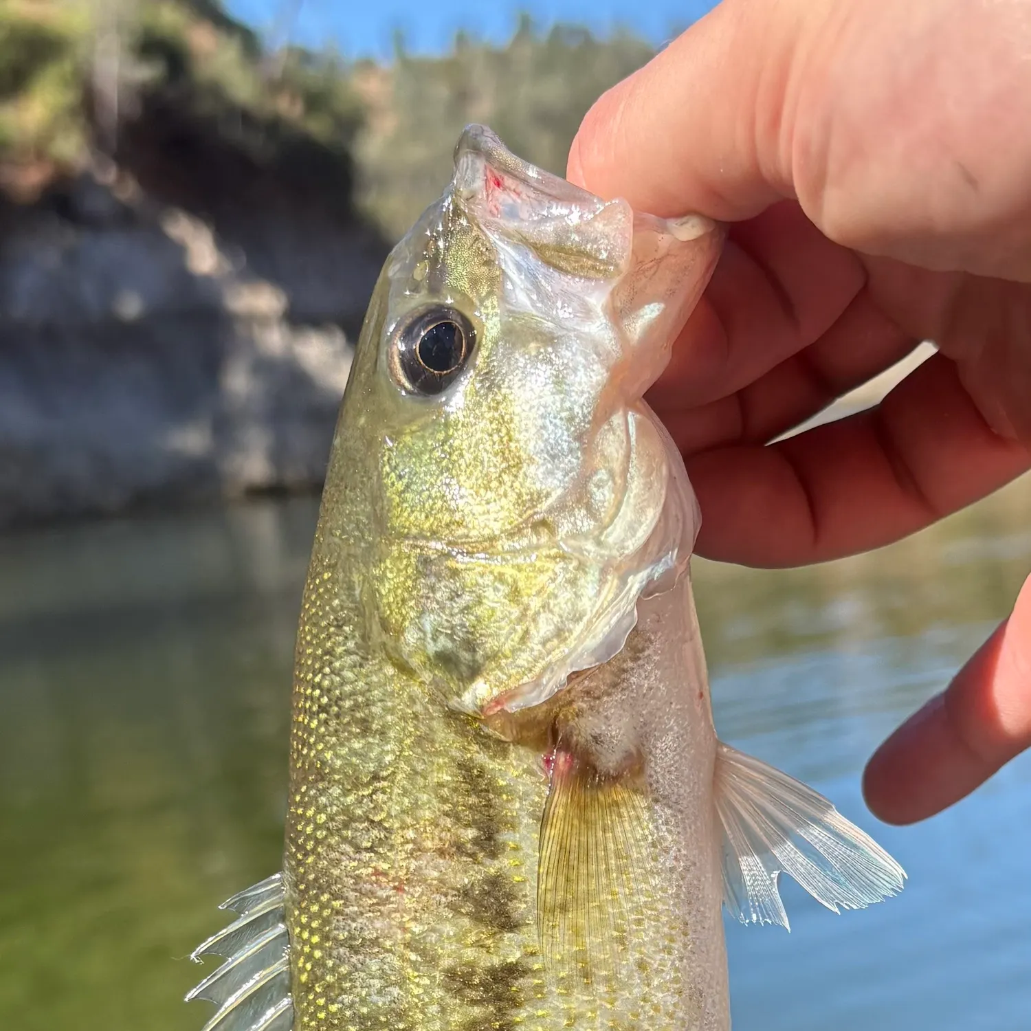 Spotted bass caught on Fishbrain