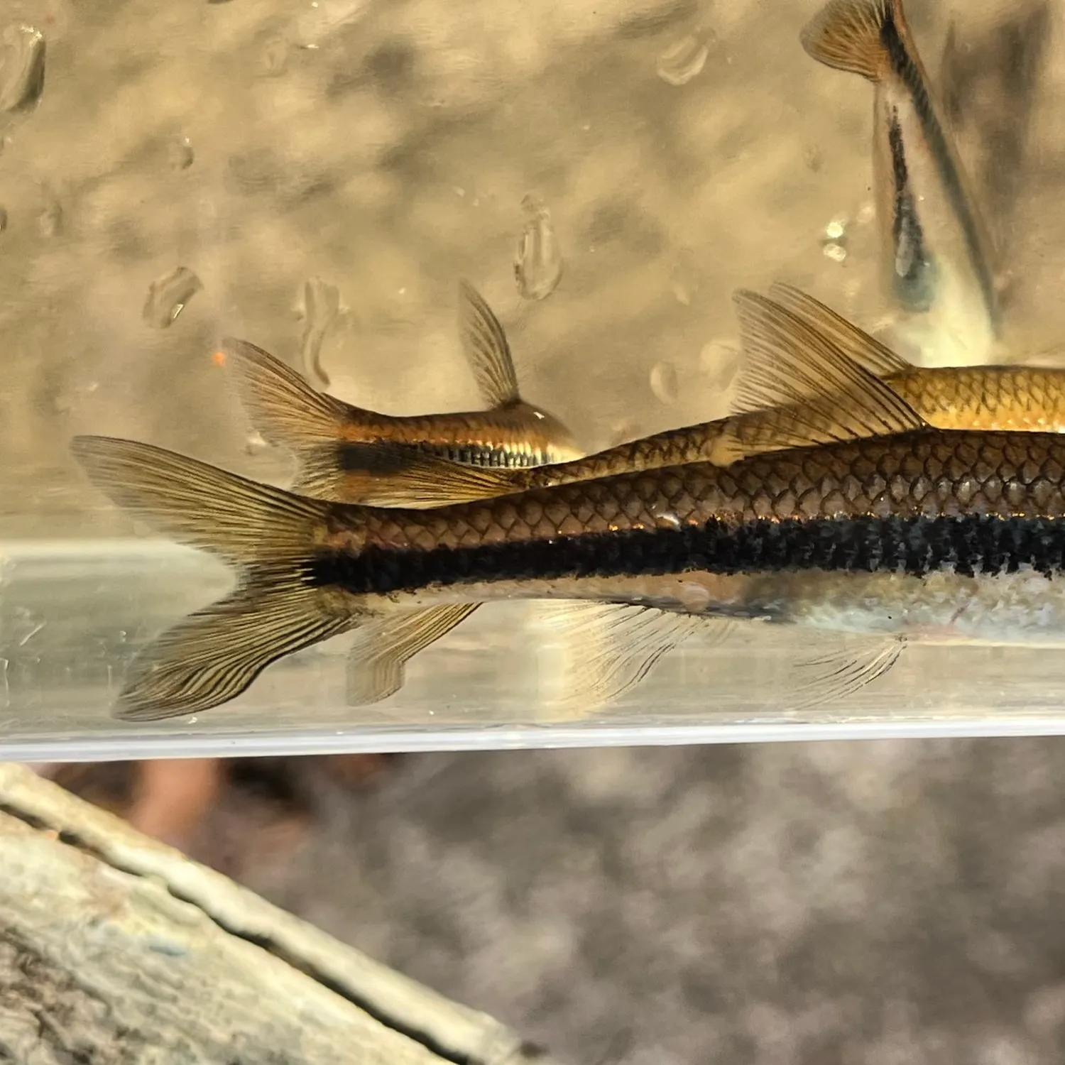 The most recent Ironcolor shiner catches on Fishbrain