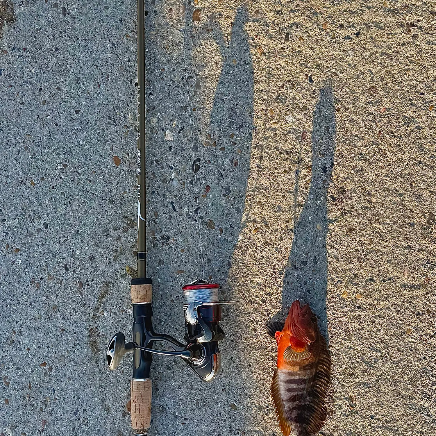 Hairy blenny caught on Fishbrain