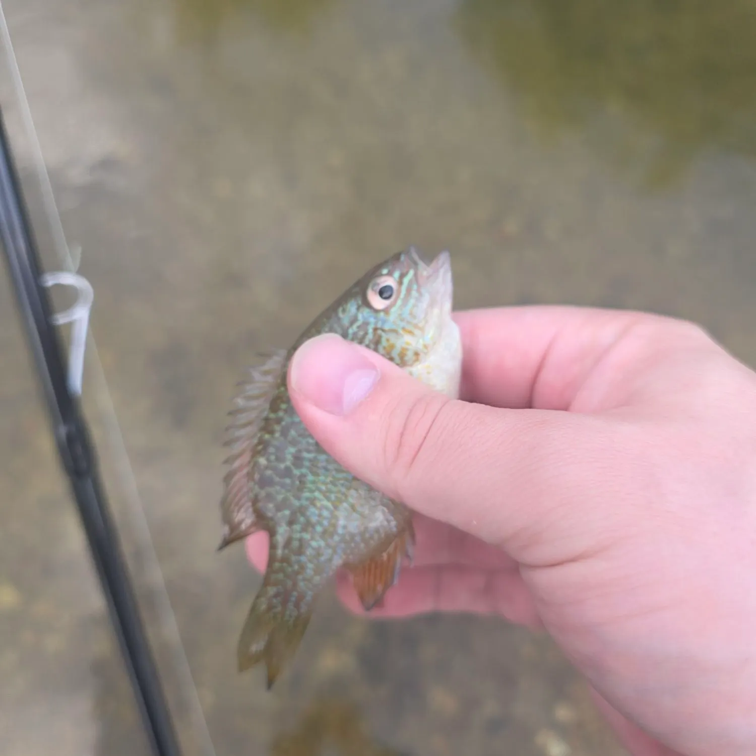 The most recent Longear sunfish catches on Fishbrain
