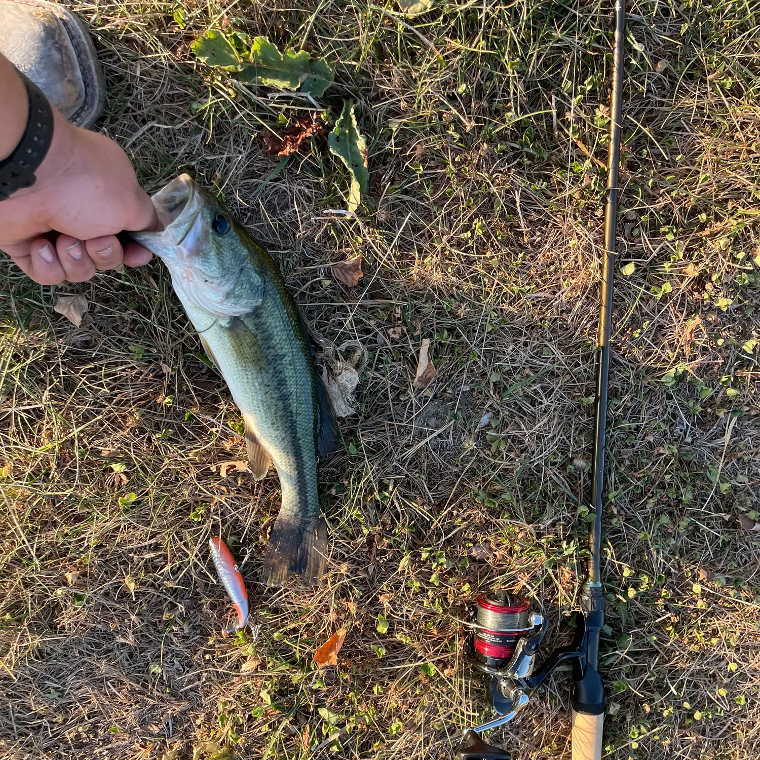Largemouth bass caught on Fishbrain