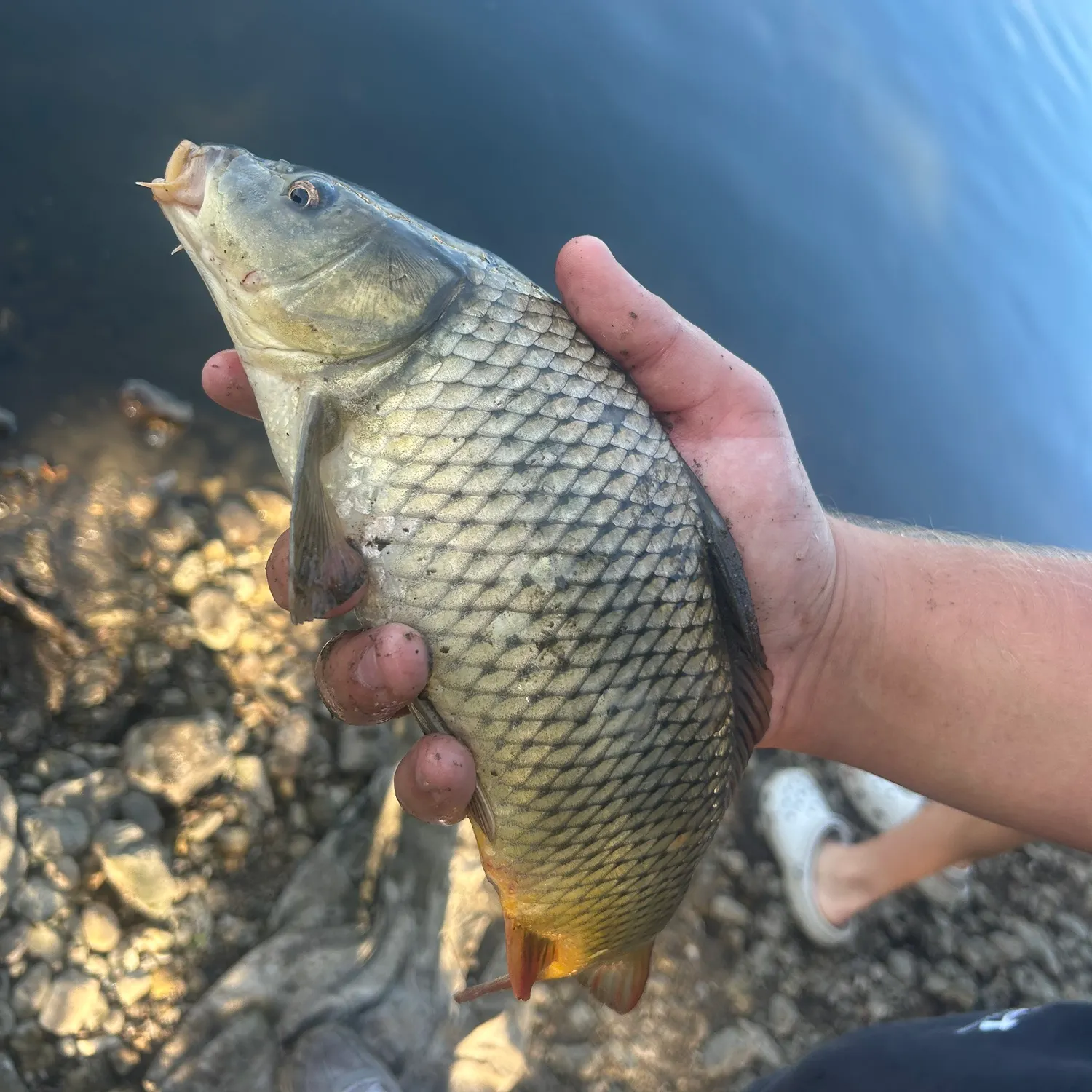 Common carp caught on Fishbrain