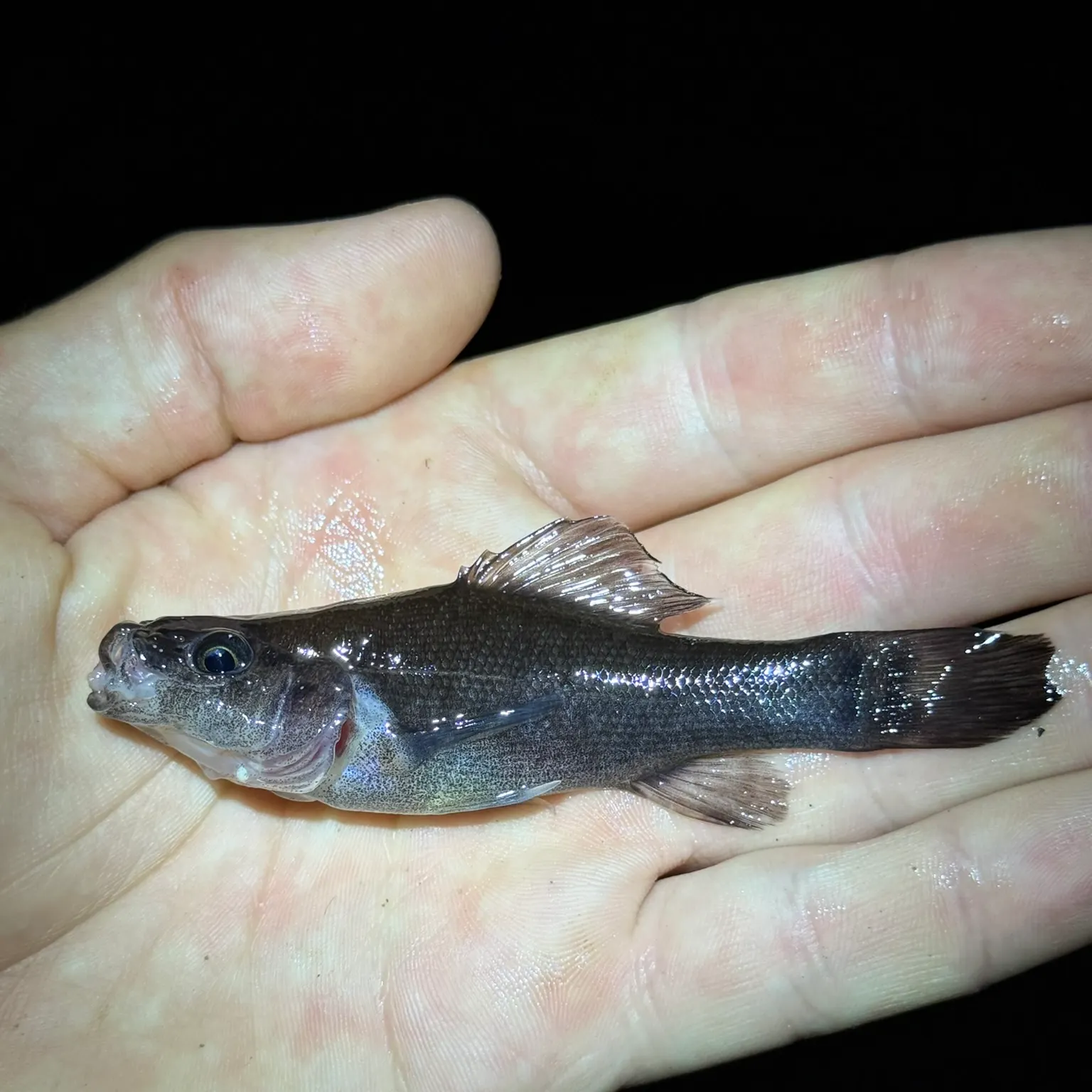 The most recent Lowland pirate perch catches on Fishbrain