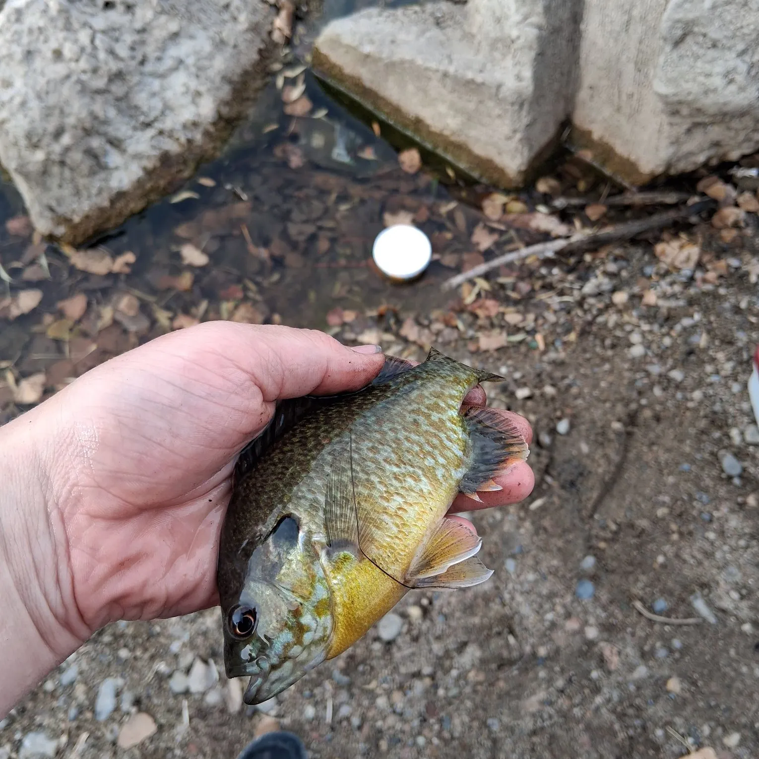 Greengill hybrid caught on Fishbrain