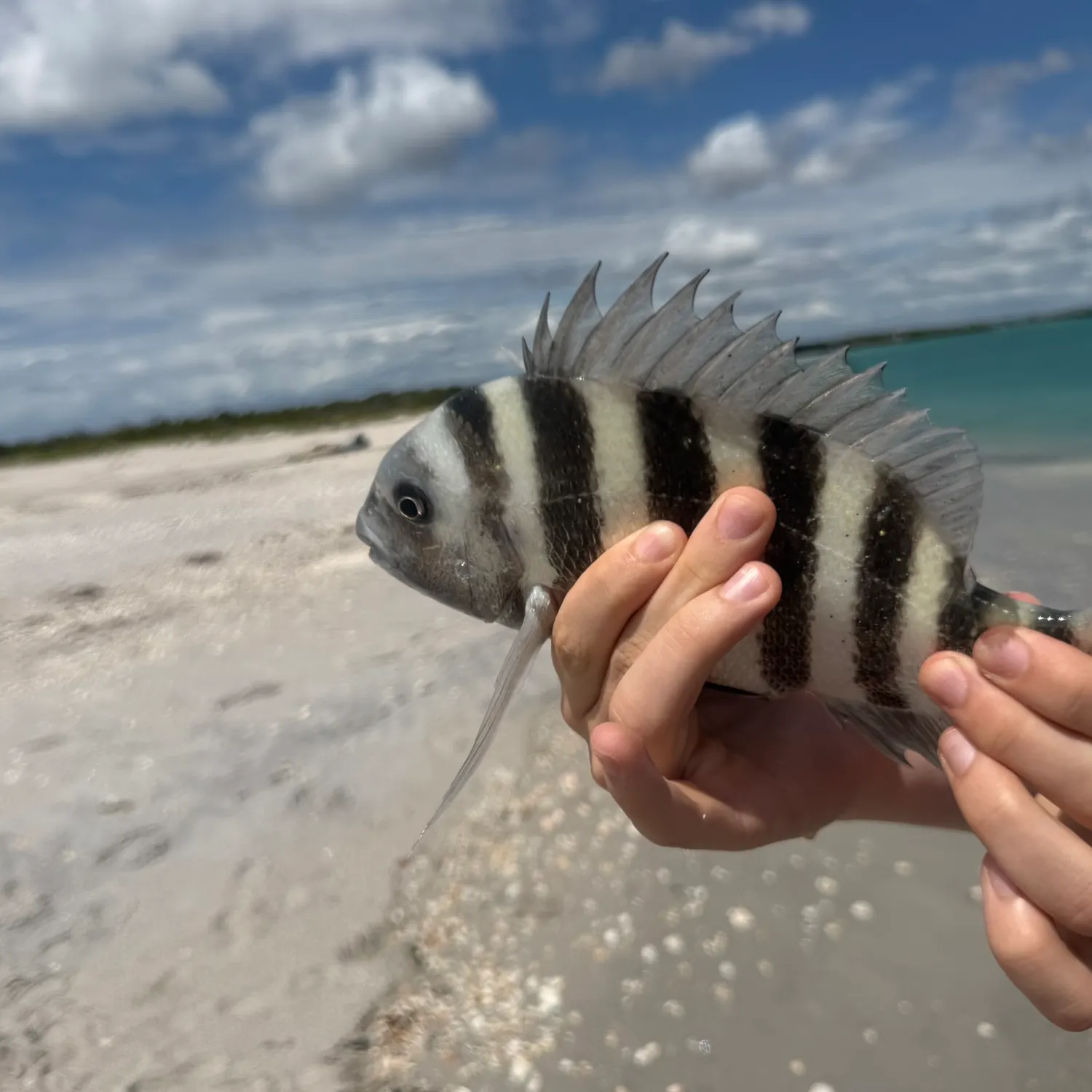 The most recent Sheepshead catches on Fishbrain