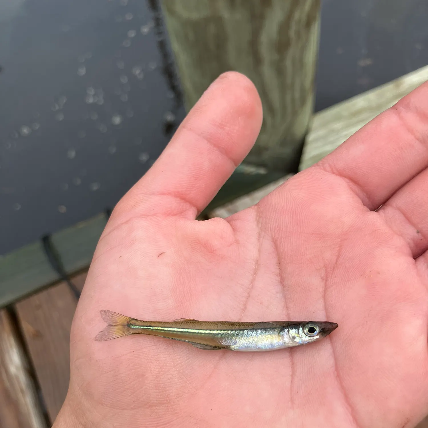 The most recent Golden silverside catches on Fishbrain