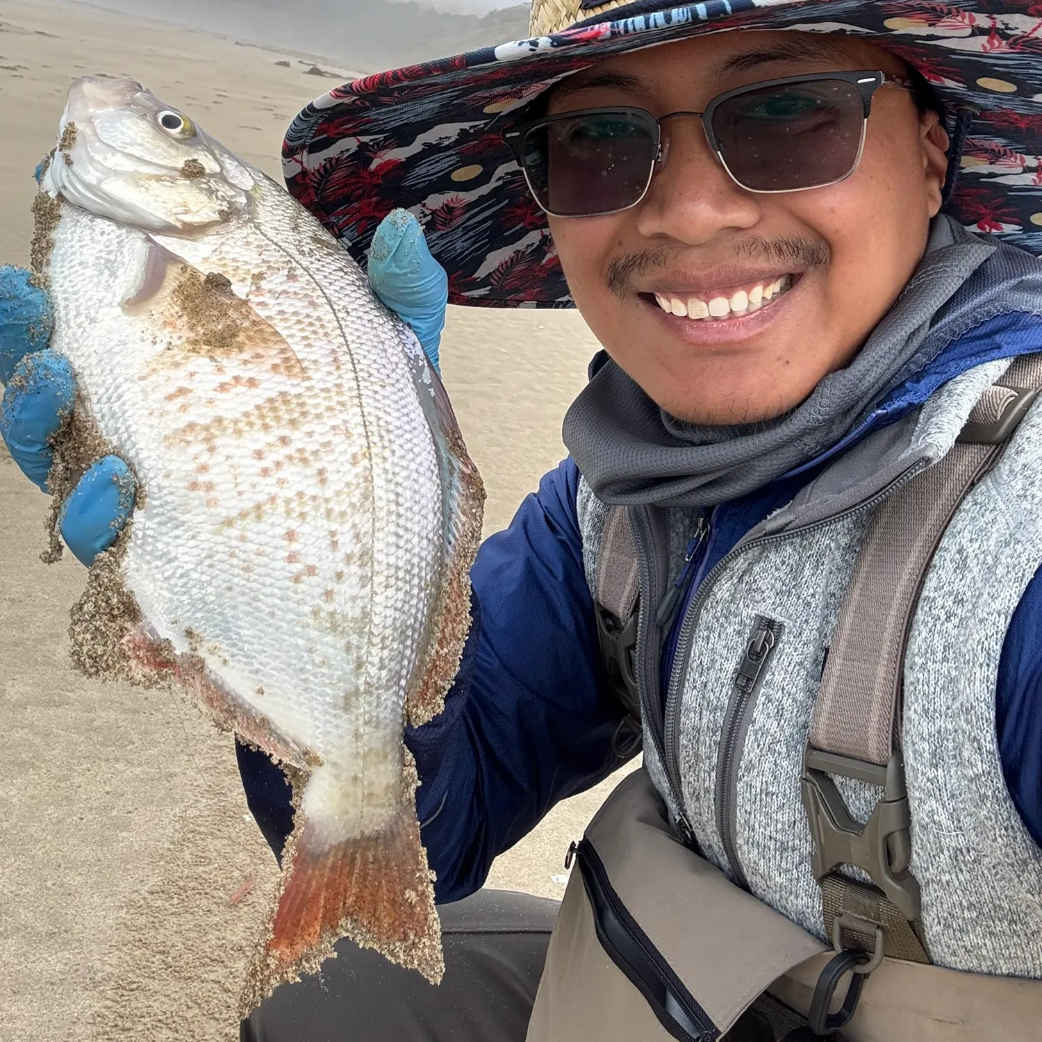 The most recent Redtail surfperch catches on Fishbrain