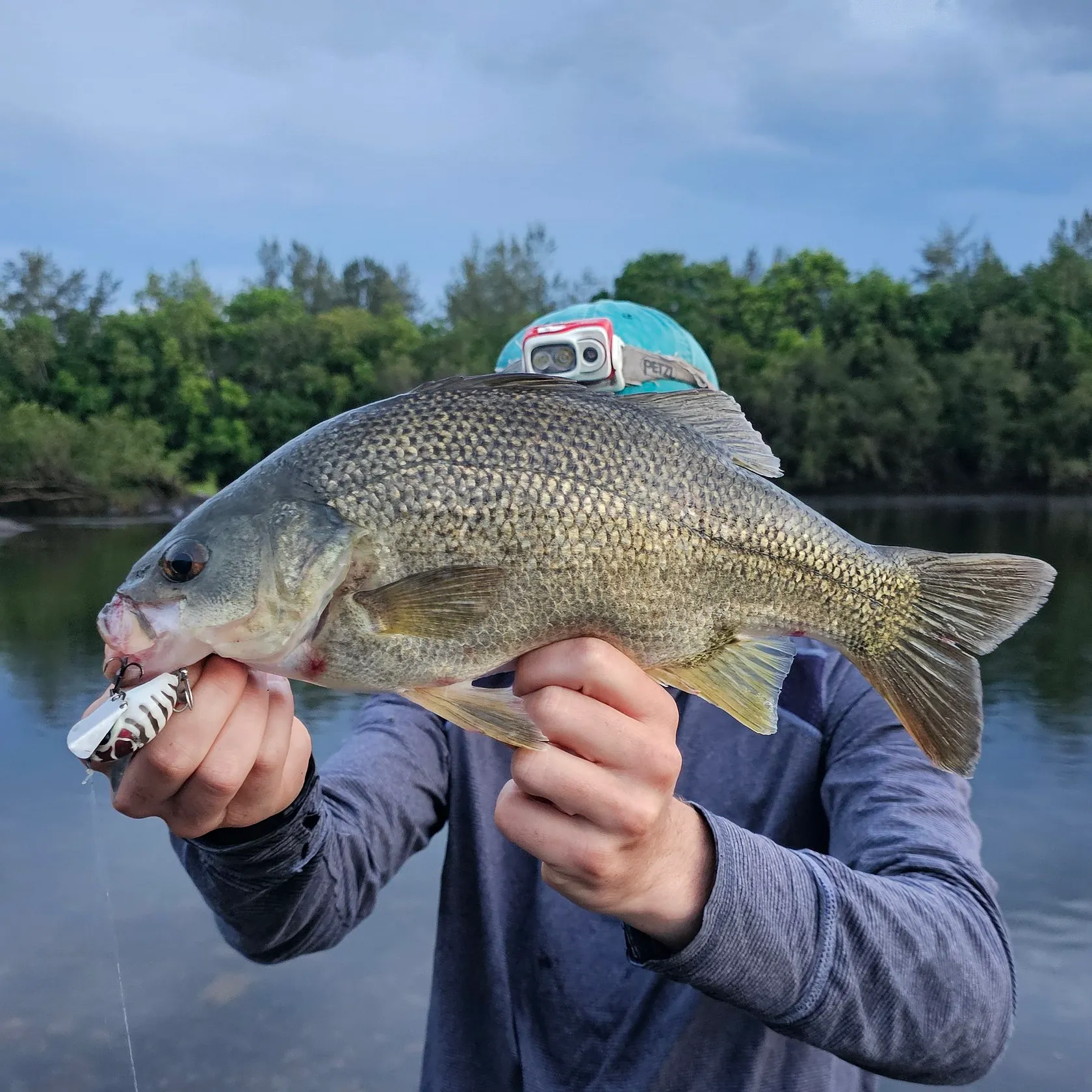 The most recent Clarence River cod catches on Fishbrain