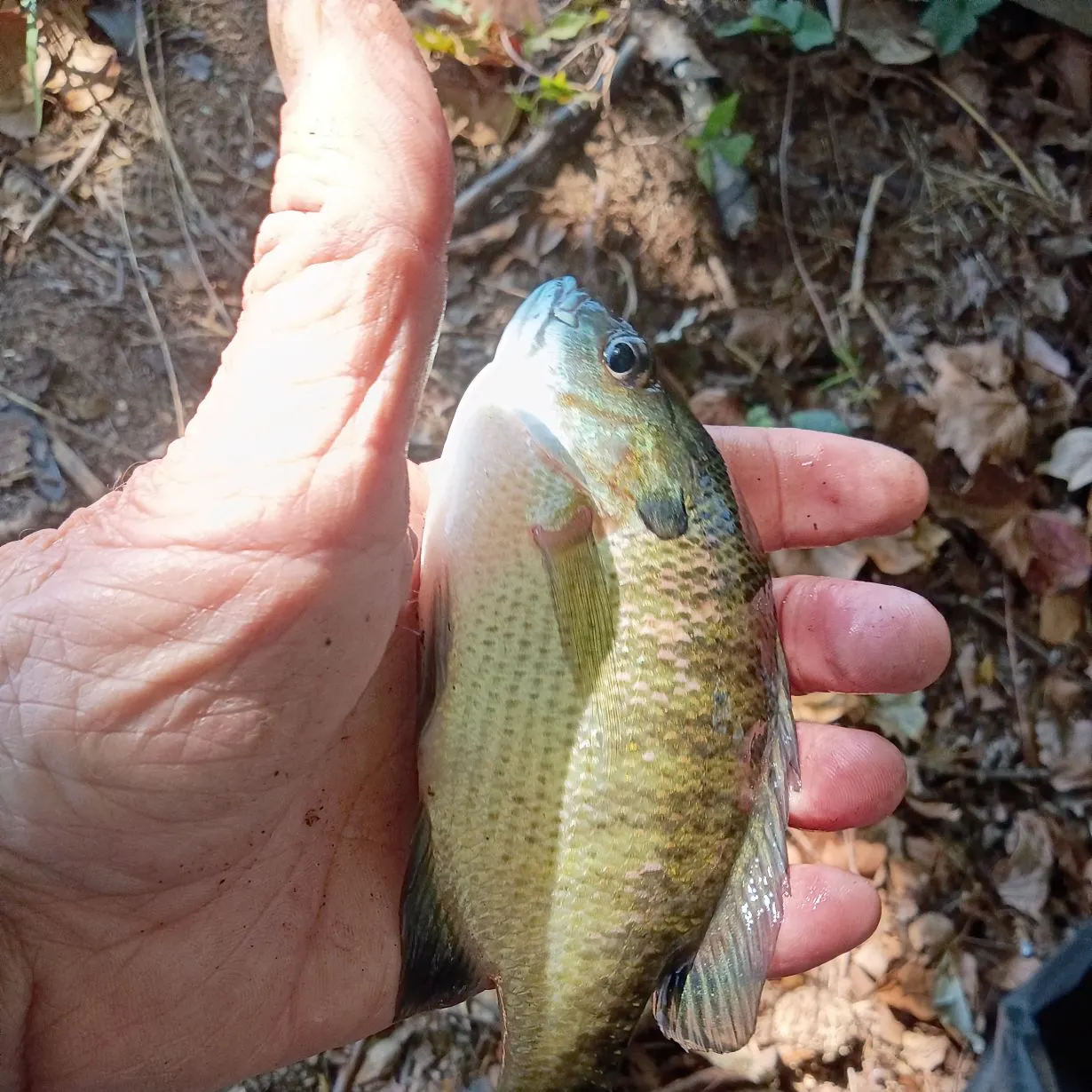 Bluegill caught on Fishbrain