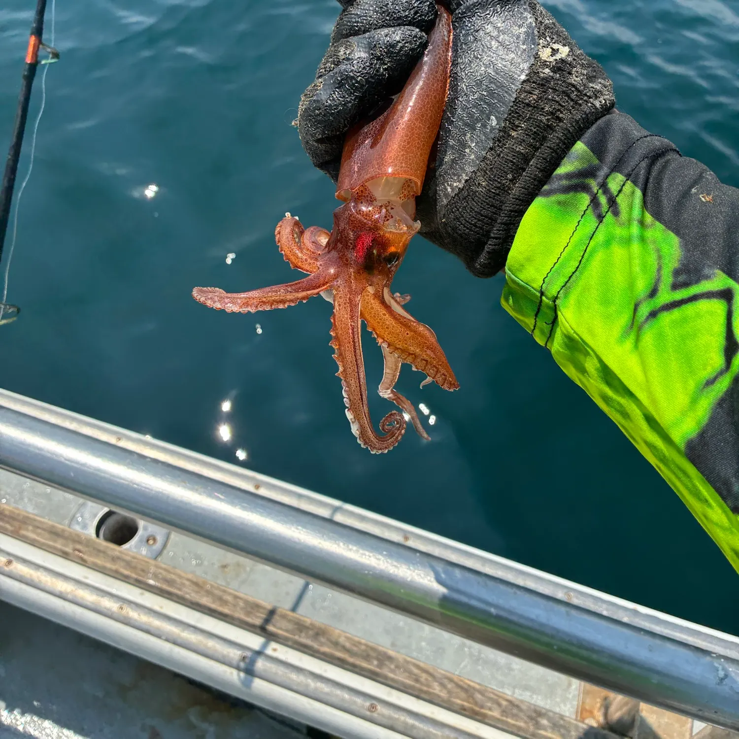 The most recent Southern calamari catches on Fishbrain