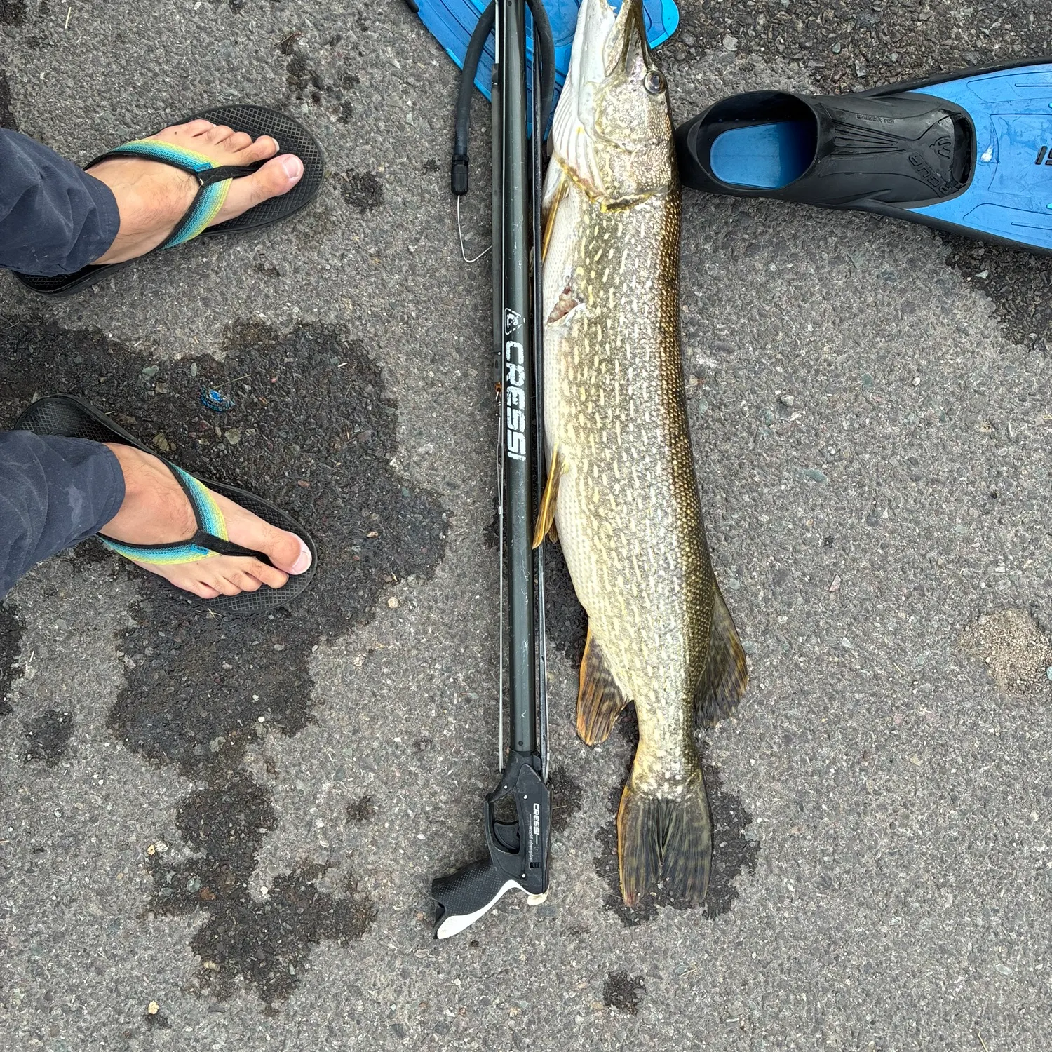 Northern pike caught on Fishbrain