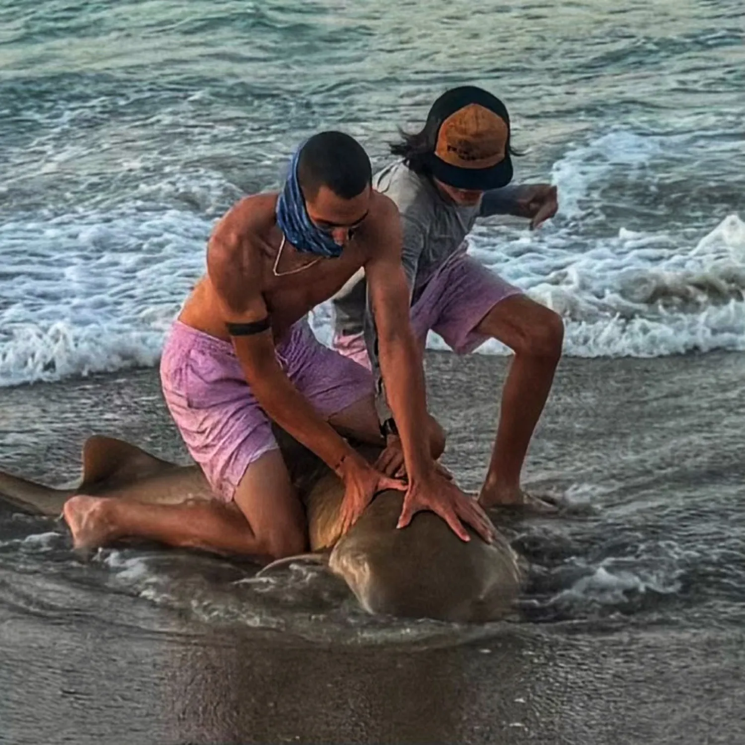 The most popular recent Nurse shark catch on Fishbrain