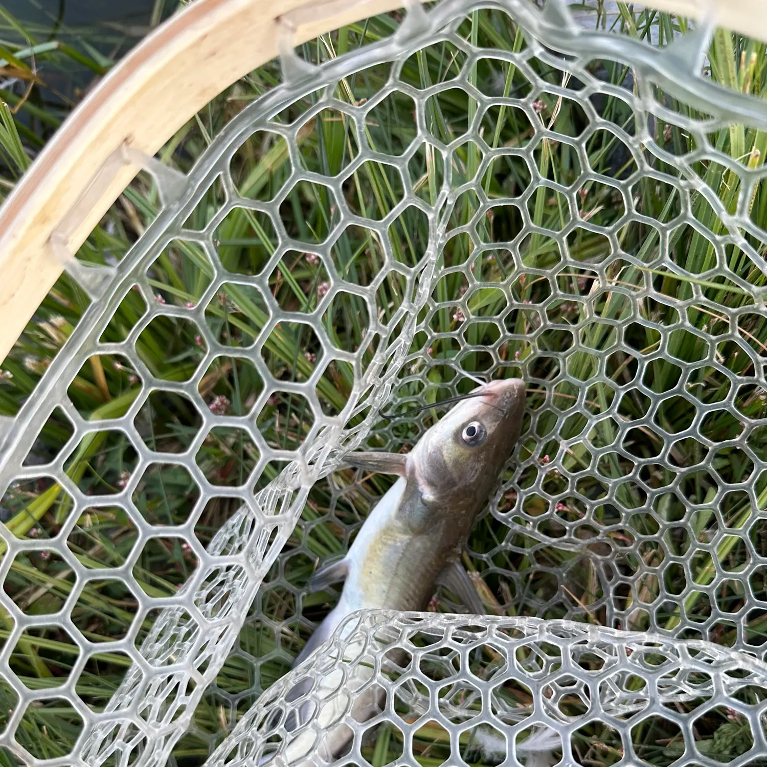Channel catfish caught on Fishbrain