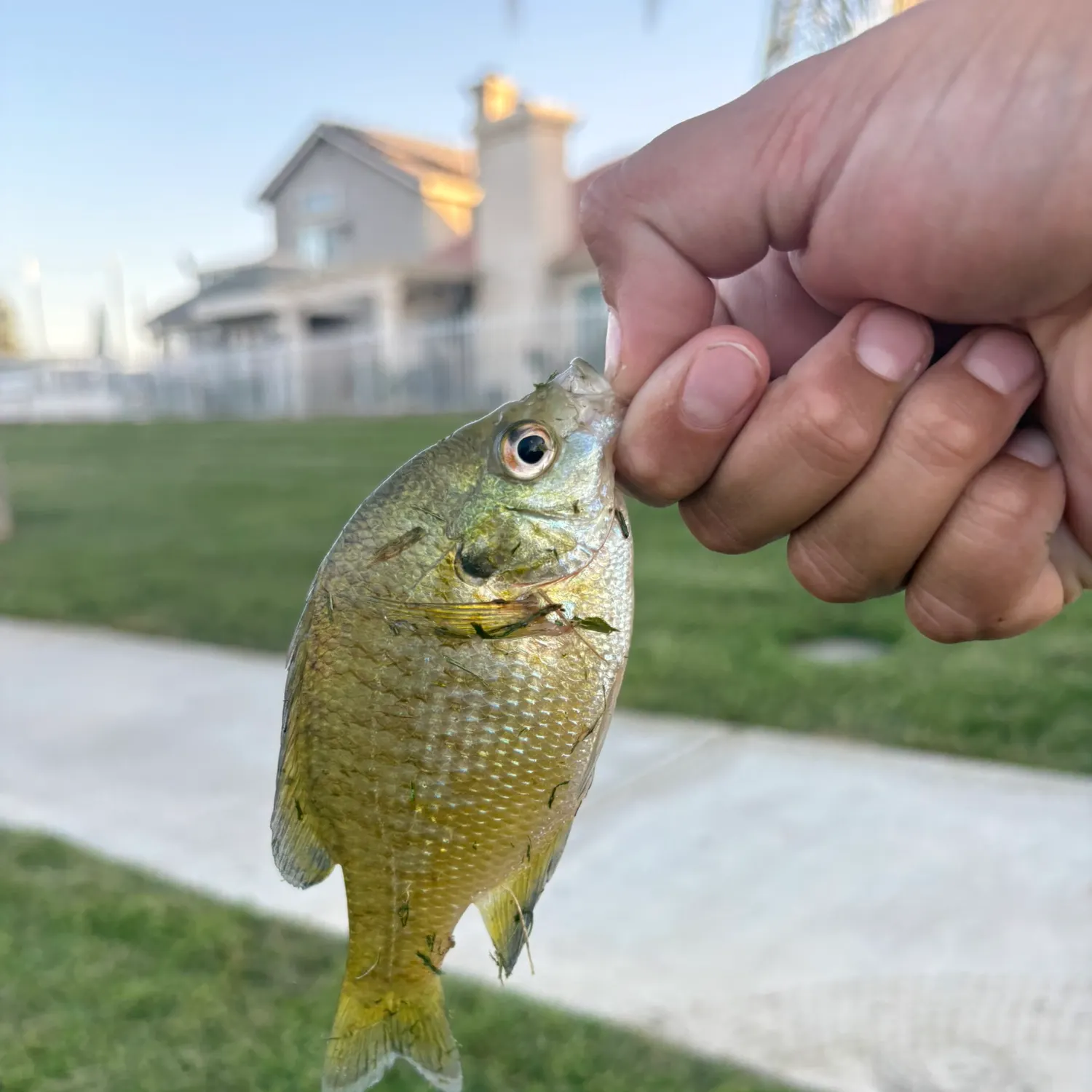 Bluegill caught on Fishbrain