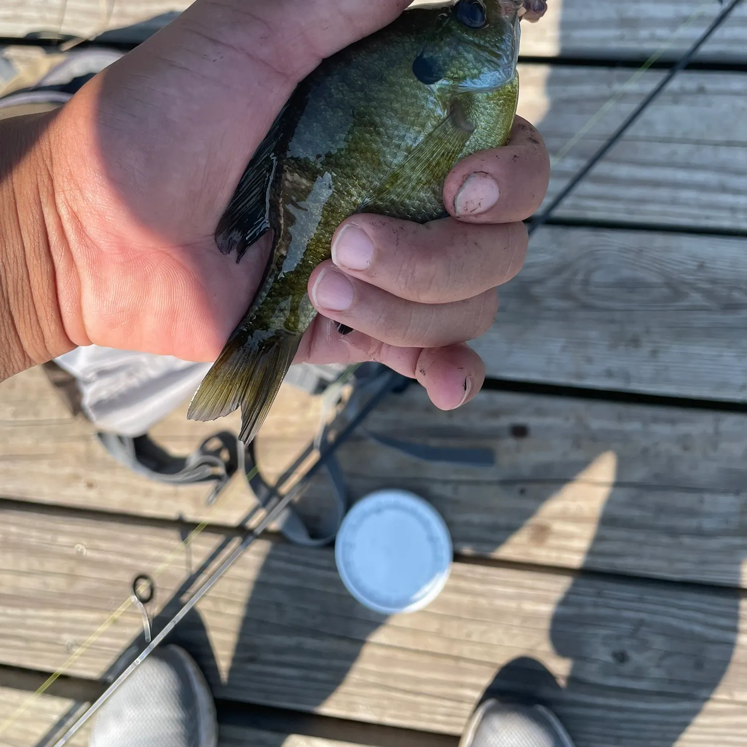 Bluegill caught on Fishbrain