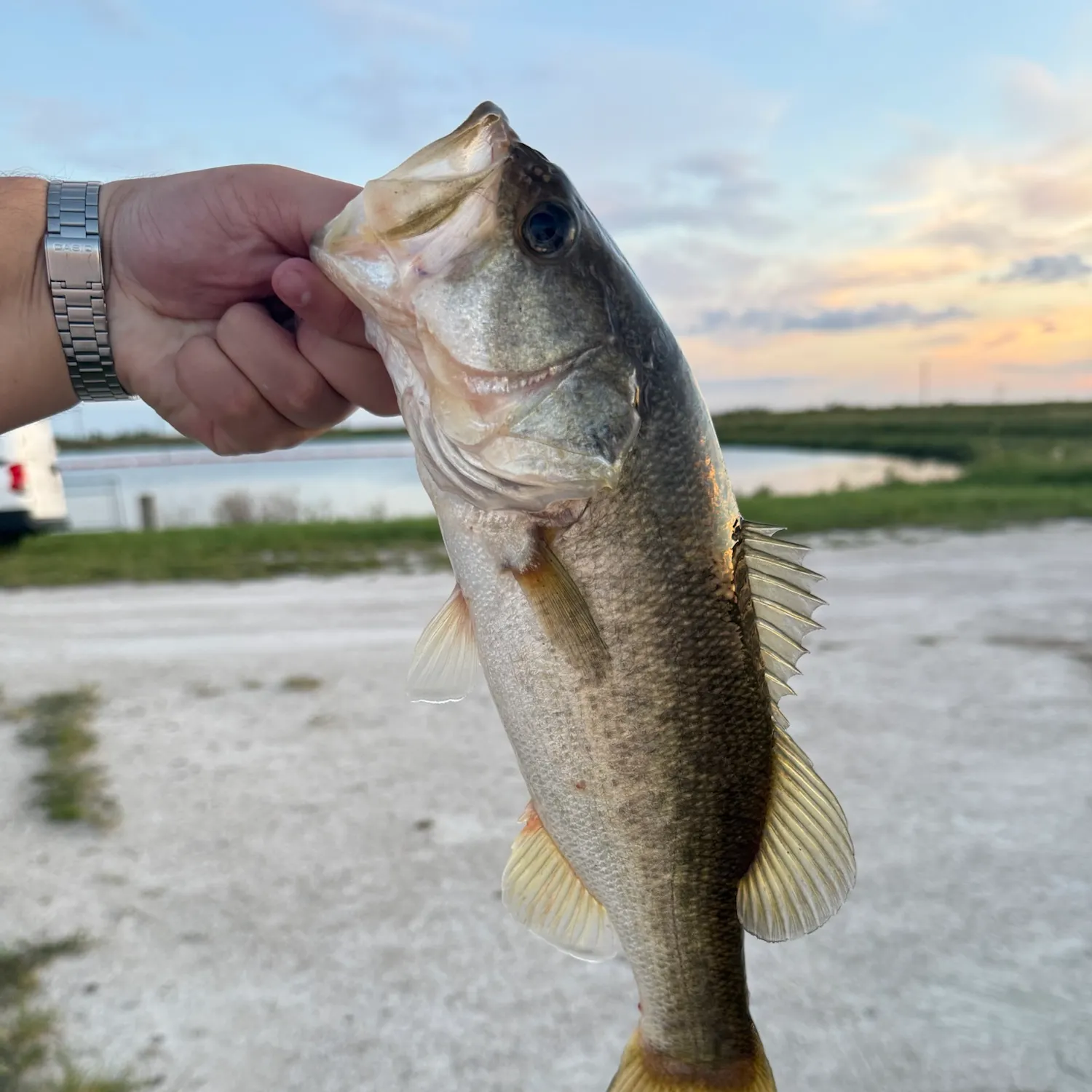 Largemouth bass caught on Fishbrain