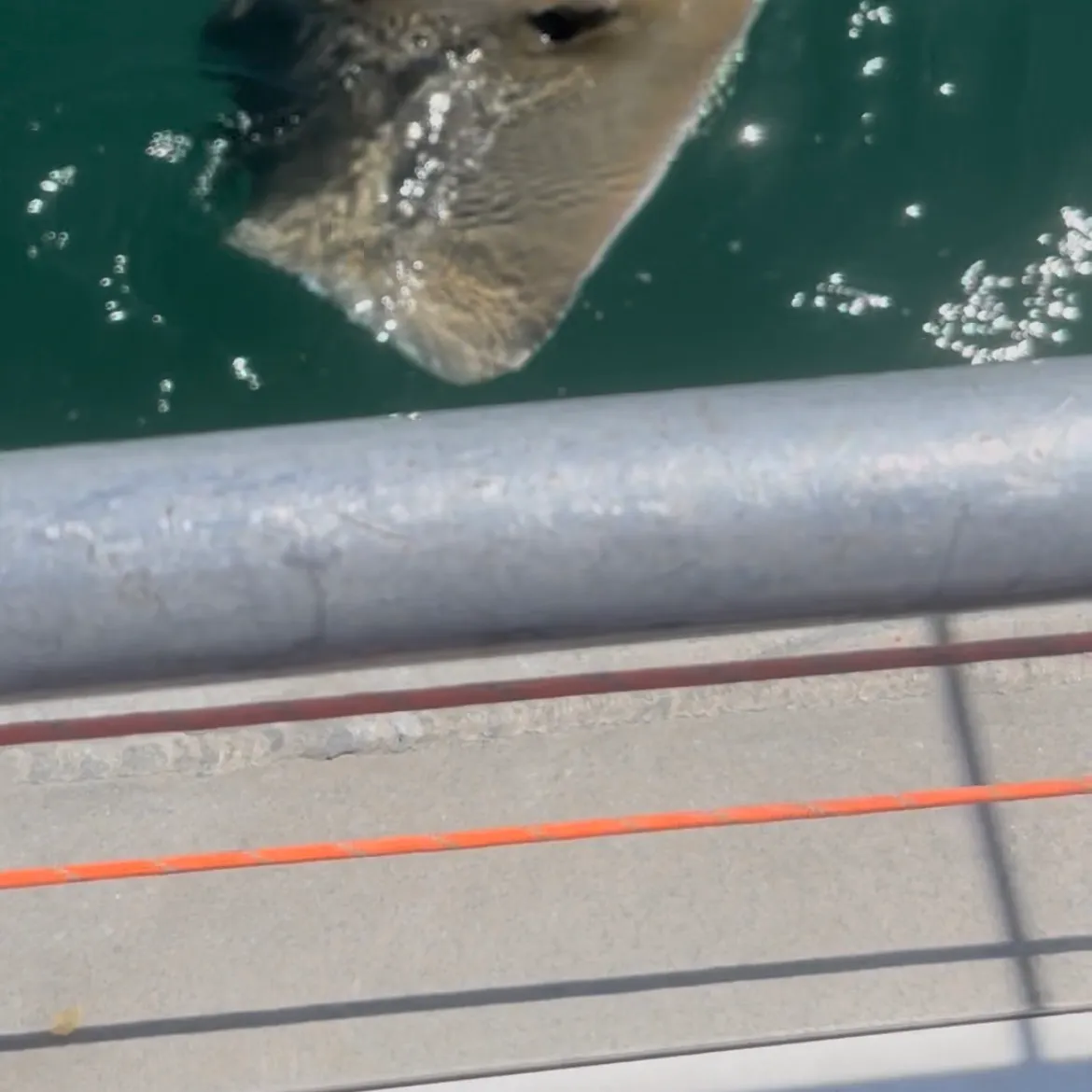 The most recent Cownose Ray catches on Fishbrain