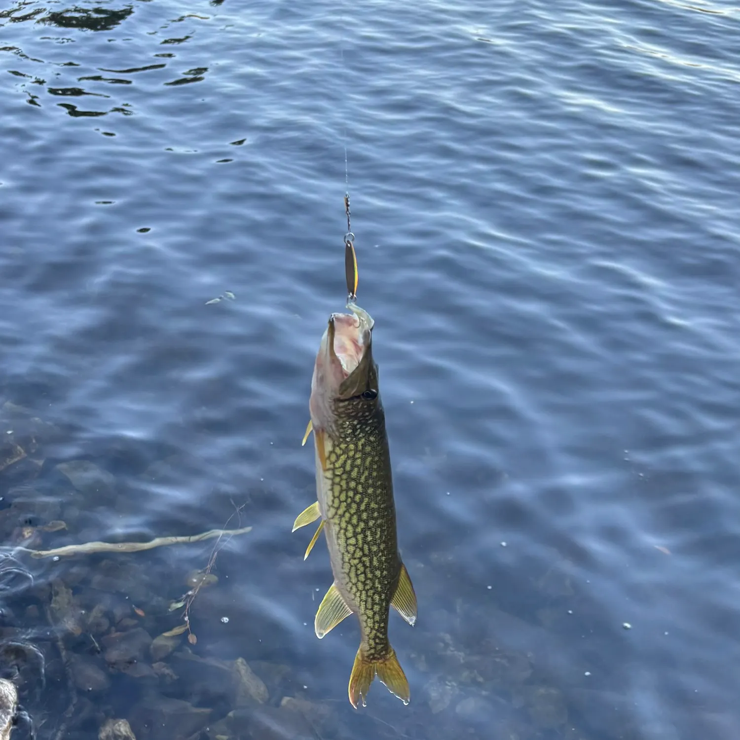 Chain pickerel caught on Fishbrain