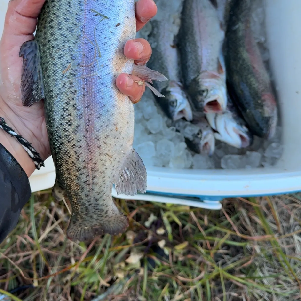 Rainbow trout caught on Fishbrain