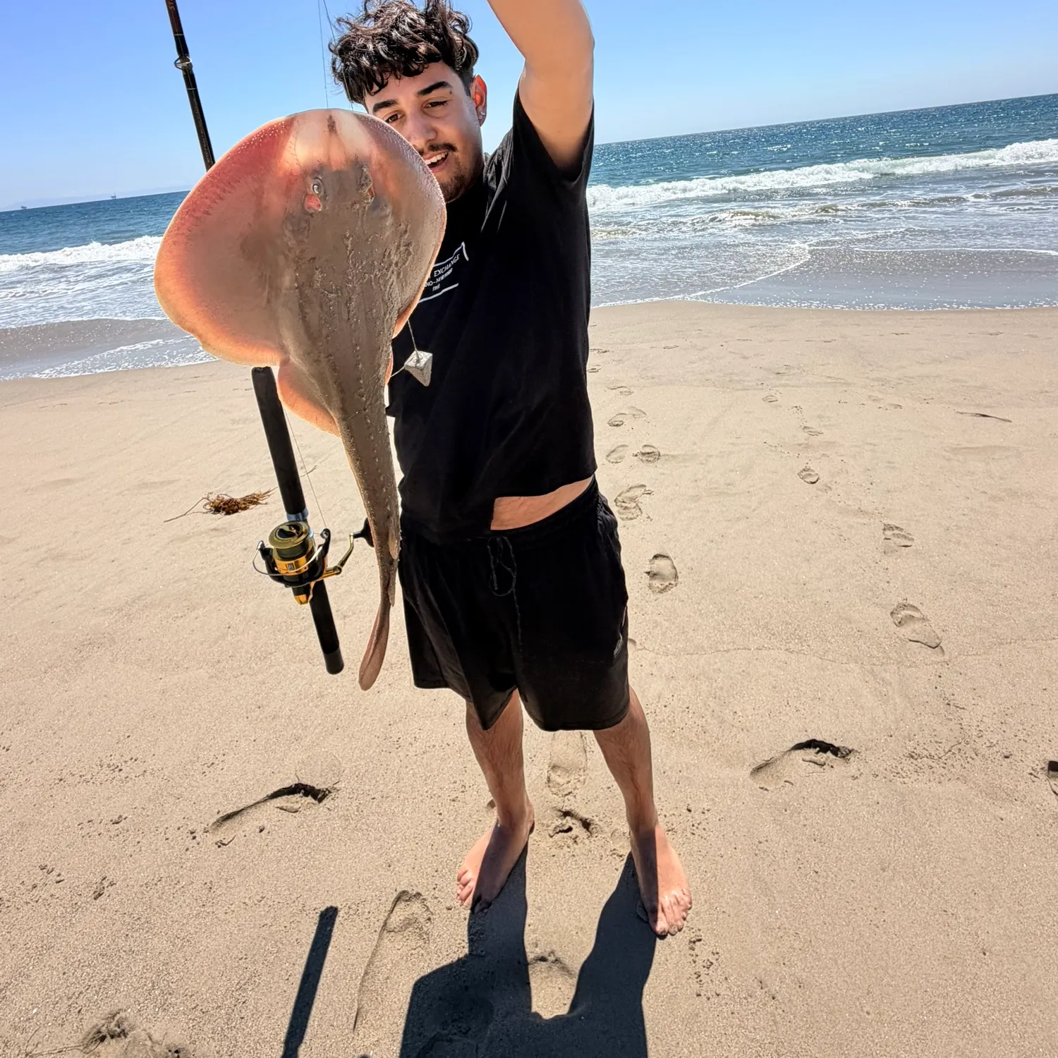 Thornback guitarfish caught on Fishbrain