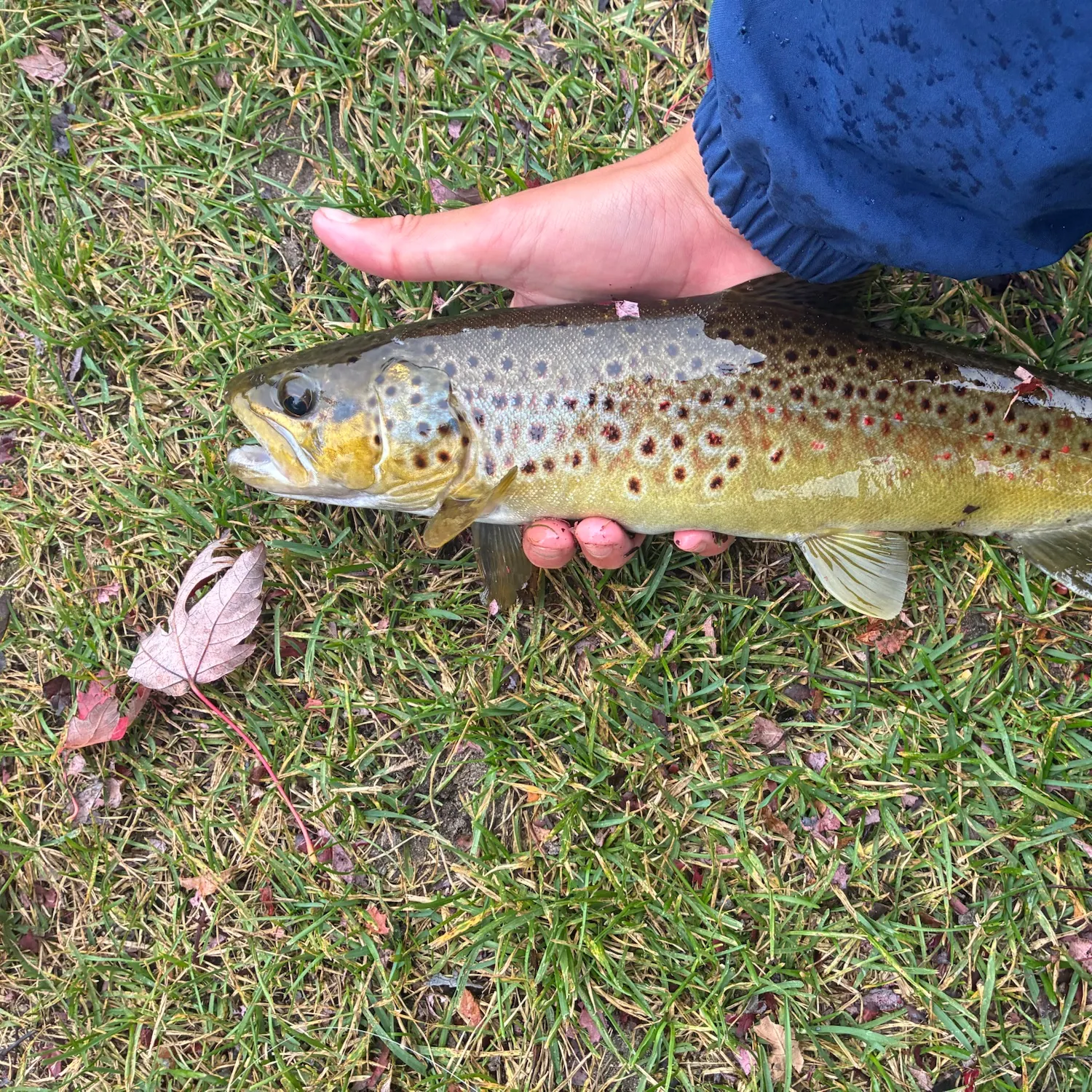 Brown trout caught on Fishbrain