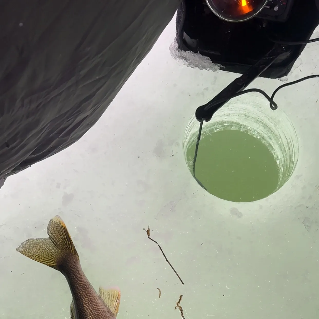 The most recent Walleye catches on Fishbrain