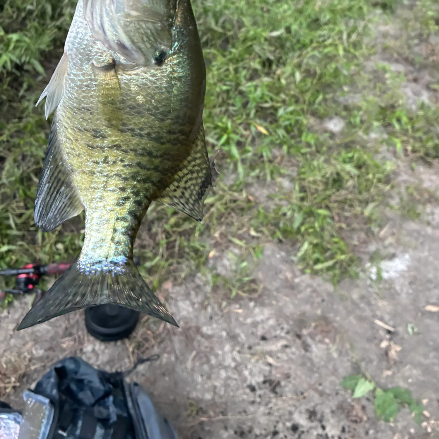 White crappie caught on Fishbrain