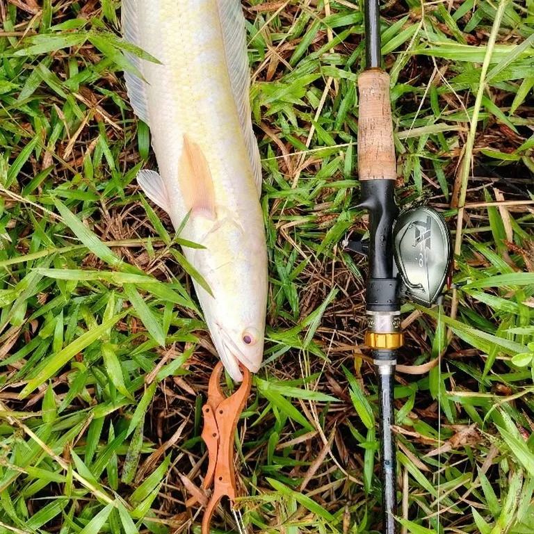 The most recent Striped snakehead catches on Fishbrain