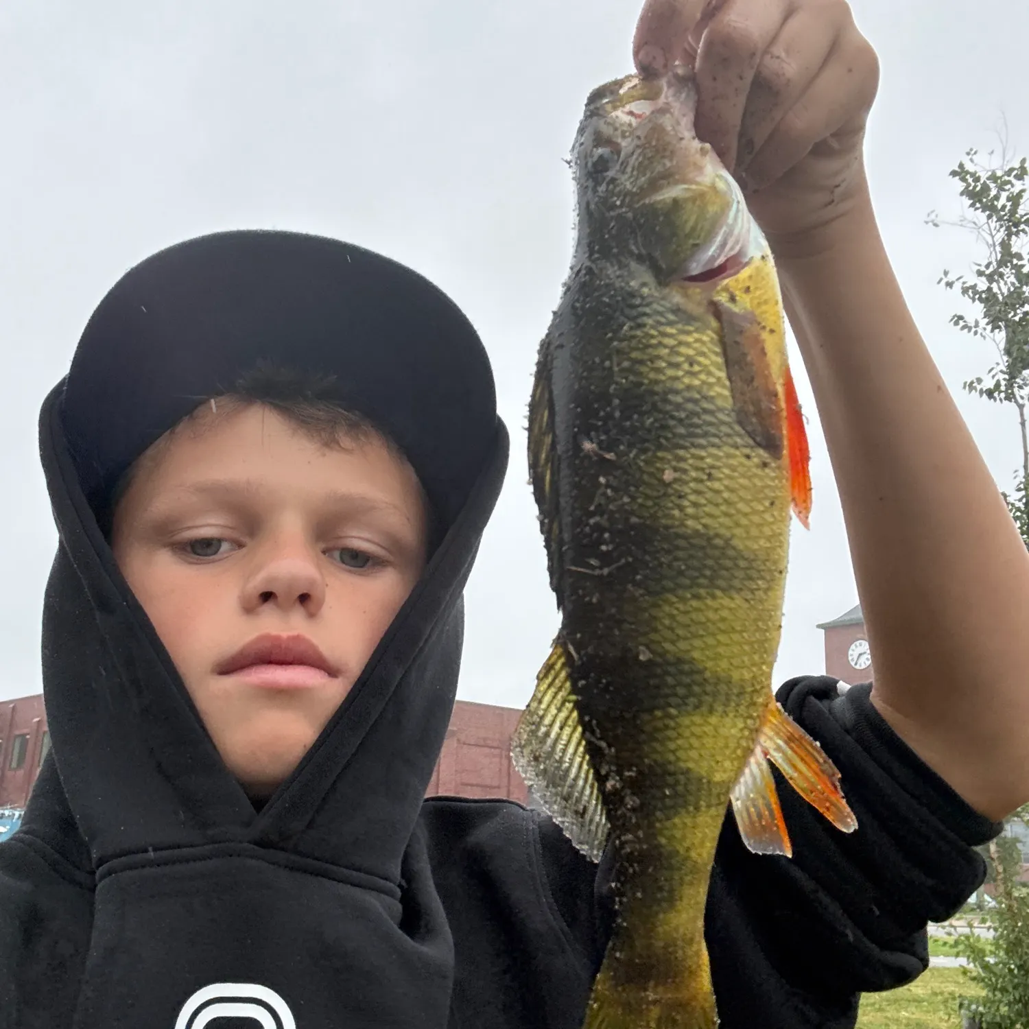 Yellow perch caught on Fishbrain