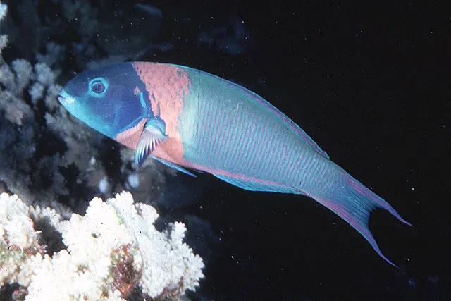 Saddle wrasse