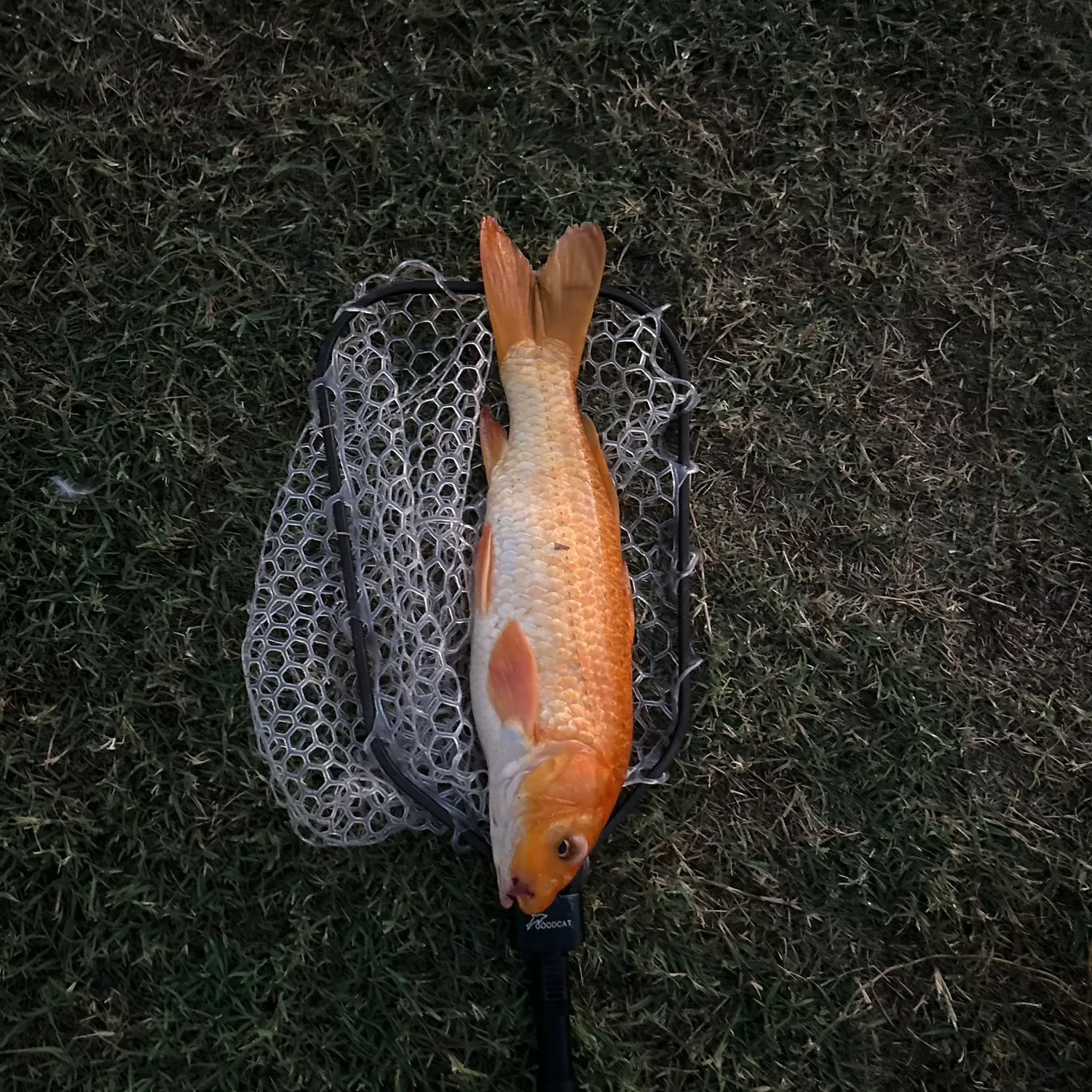 Koi carp caught on Fishbrain
