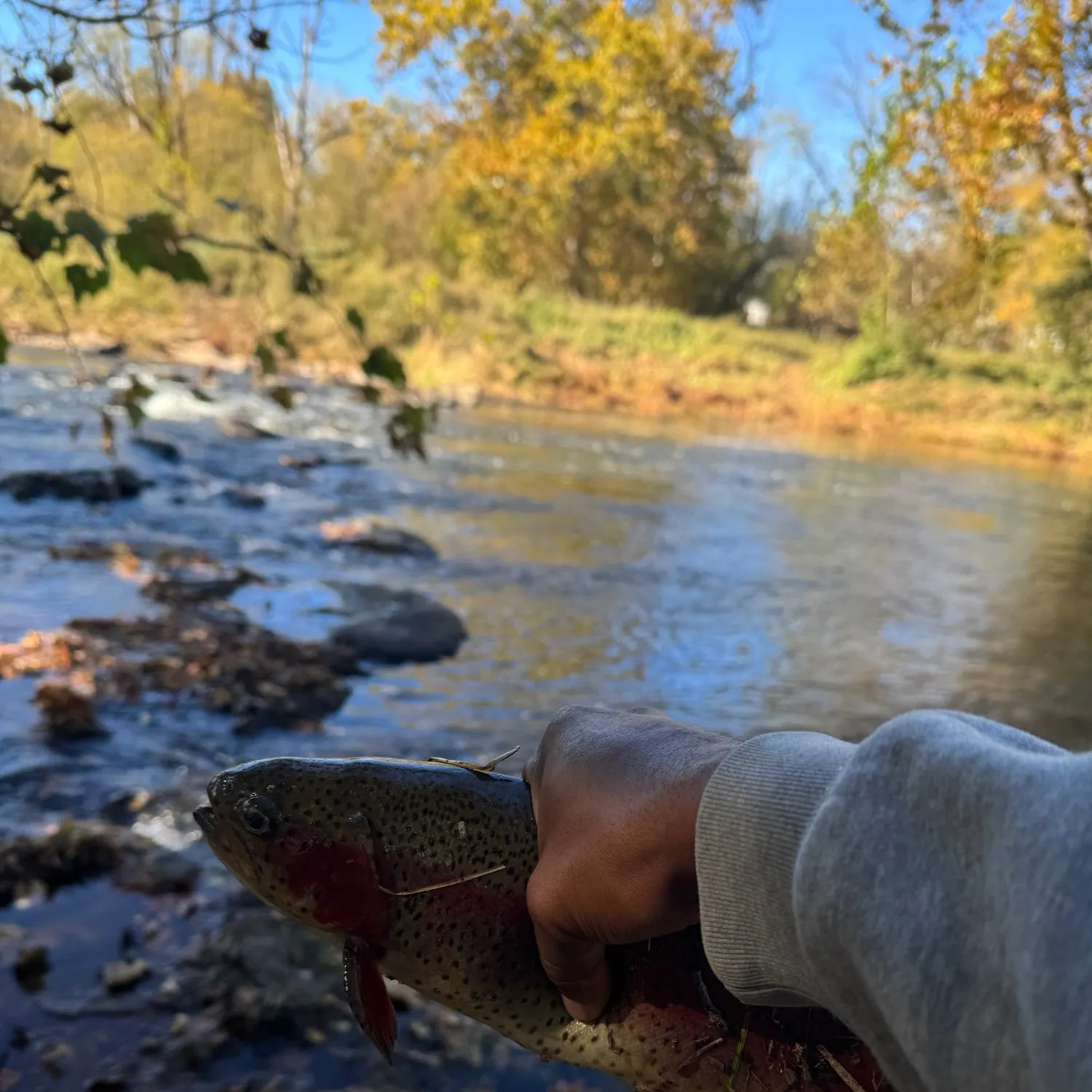 Rainbow trout caught on Fishbrain