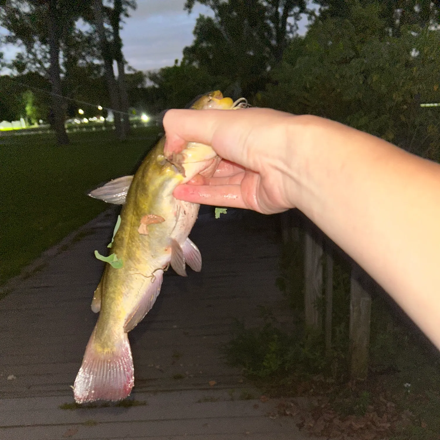 Black bullhead caught on Fishbrain