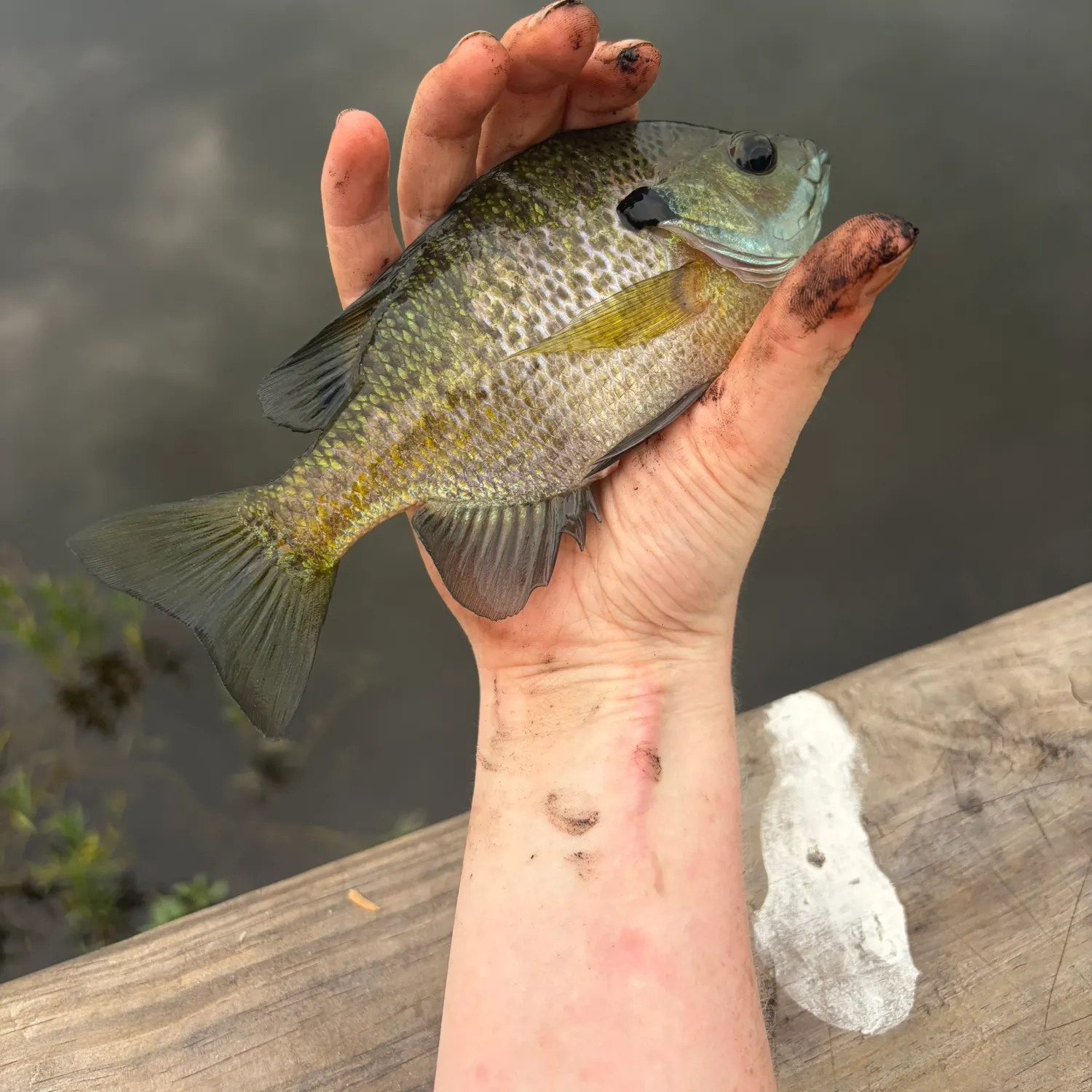 Bluegill caught on Fishbrain